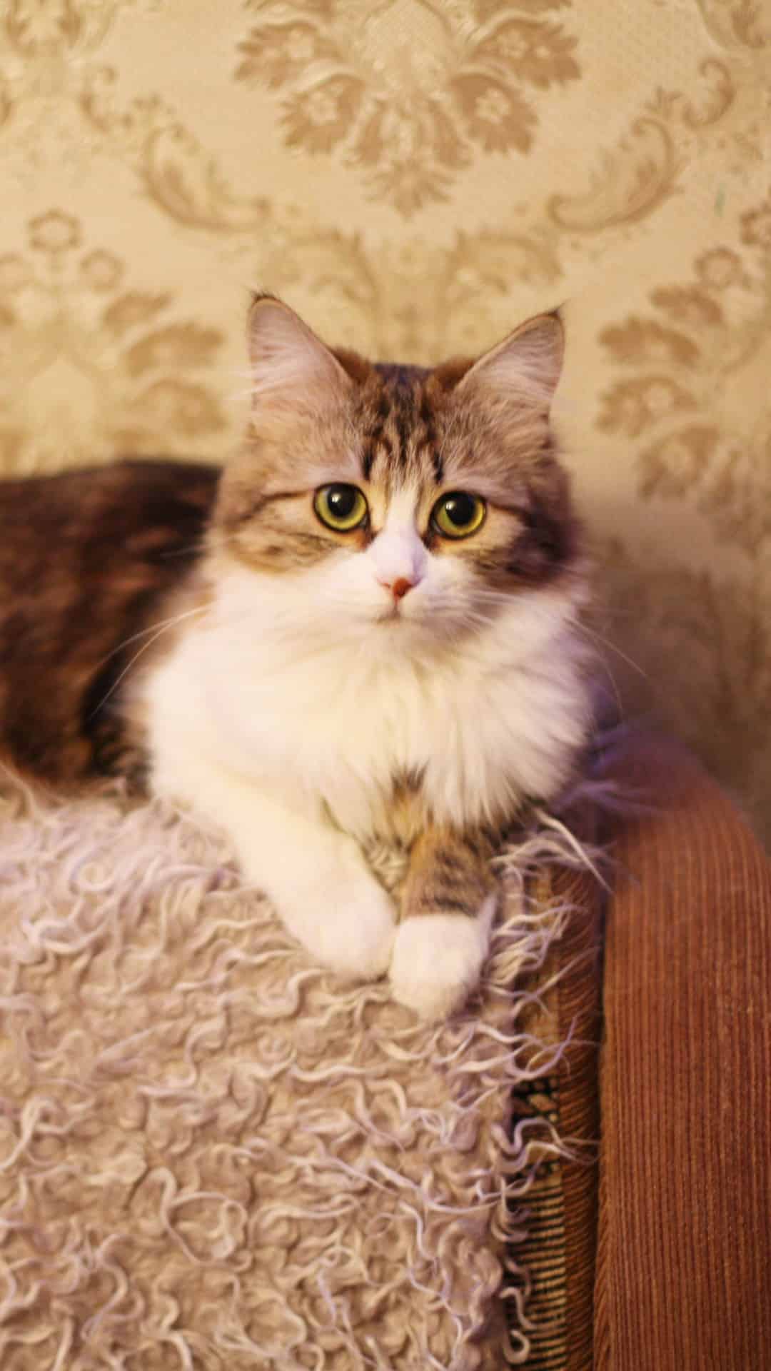 今日萌宠壁纸 022