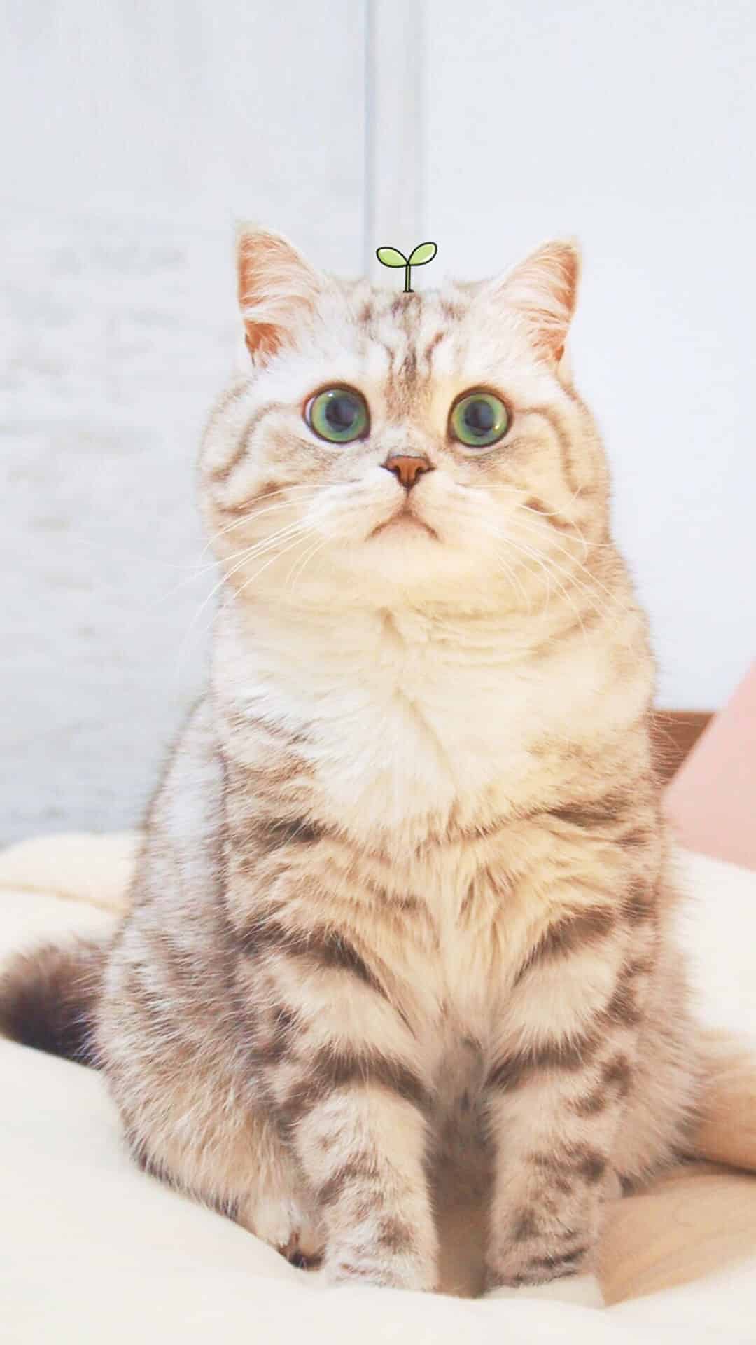 今日萌宠壁纸 023