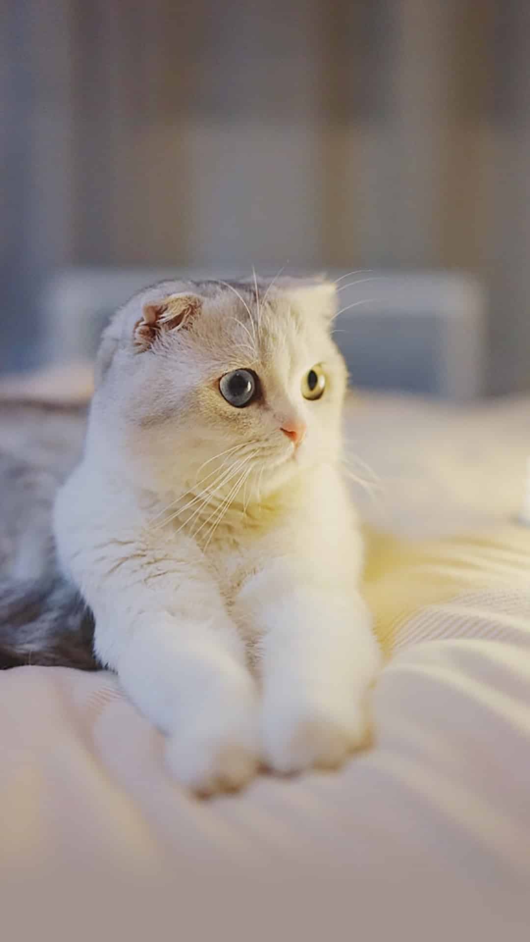 今日萌宠壁纸 023