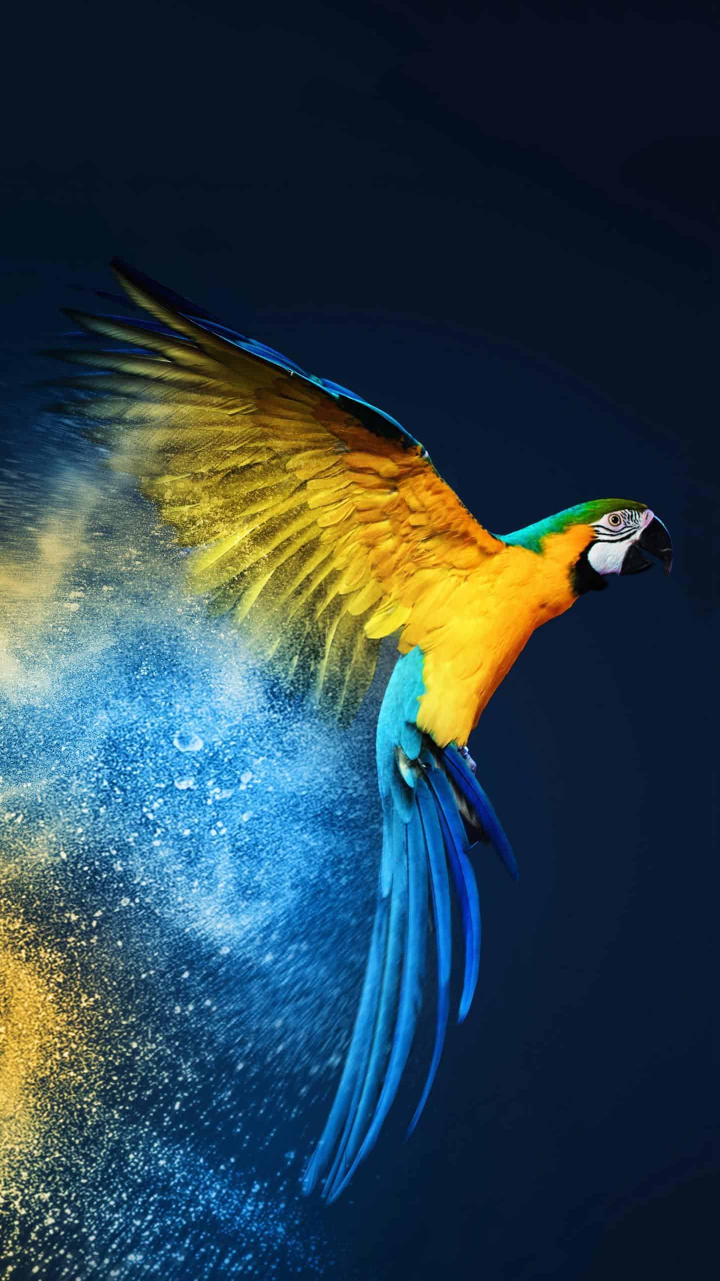 今日萌宠壁纸 023