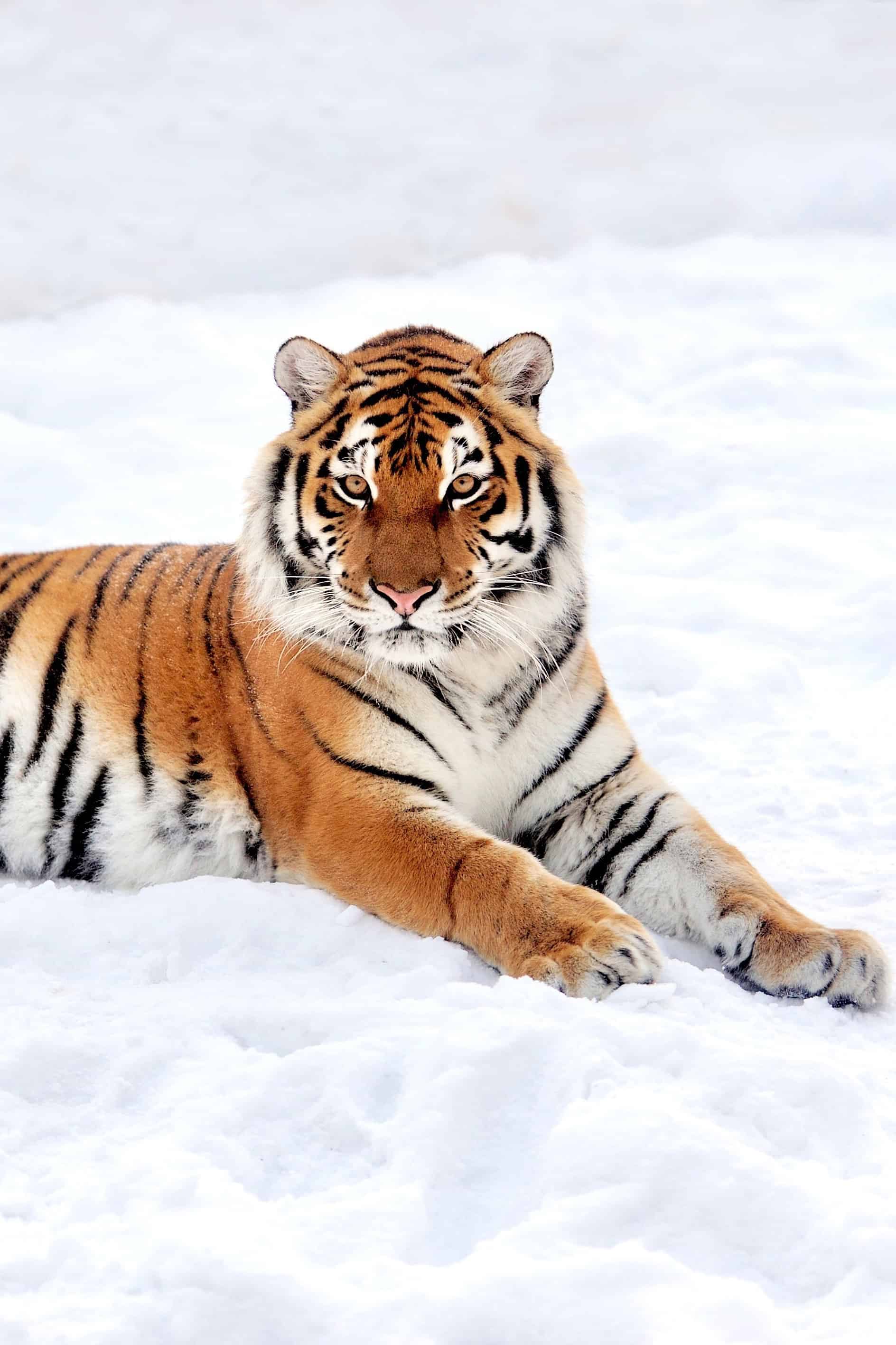 今日萌宠壁纸 024