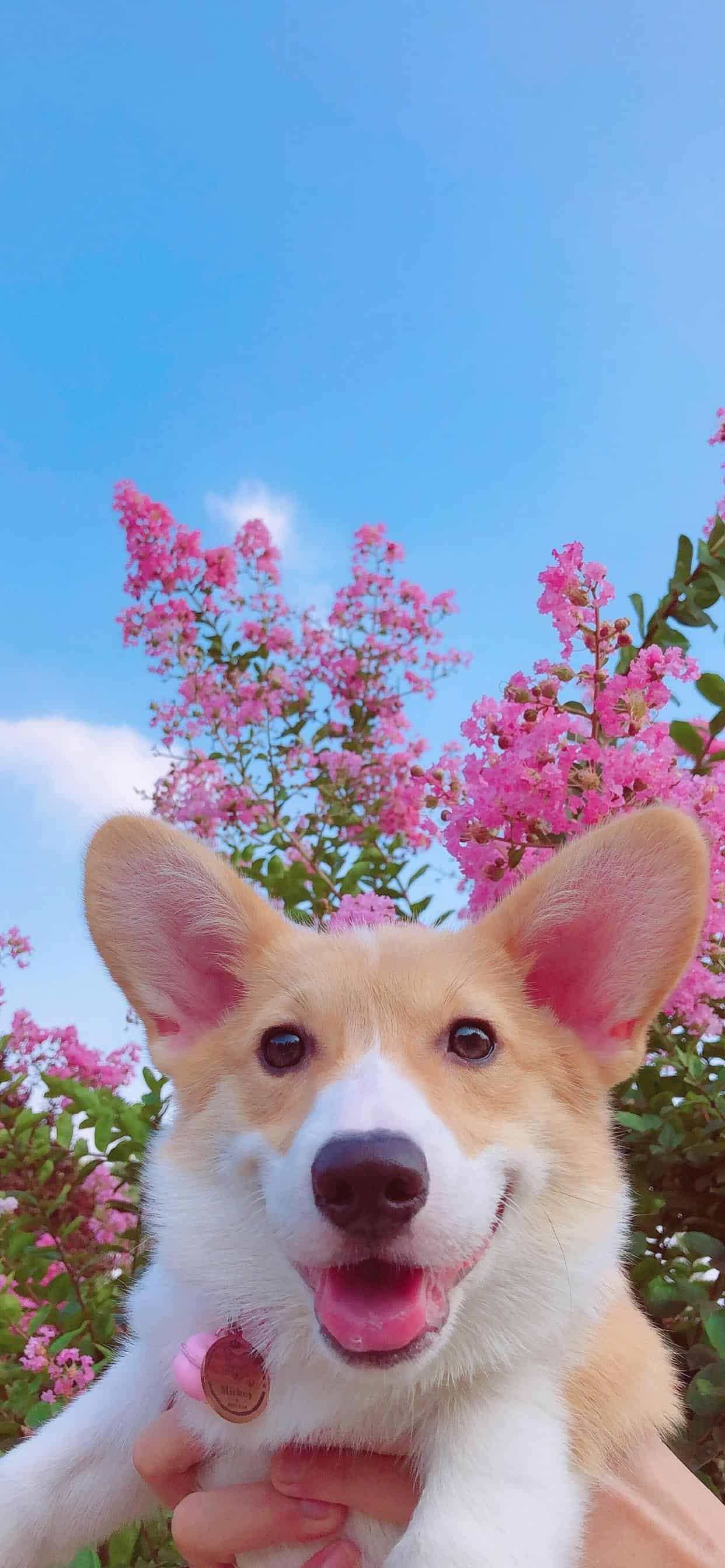 今日萌宠壁纸 024