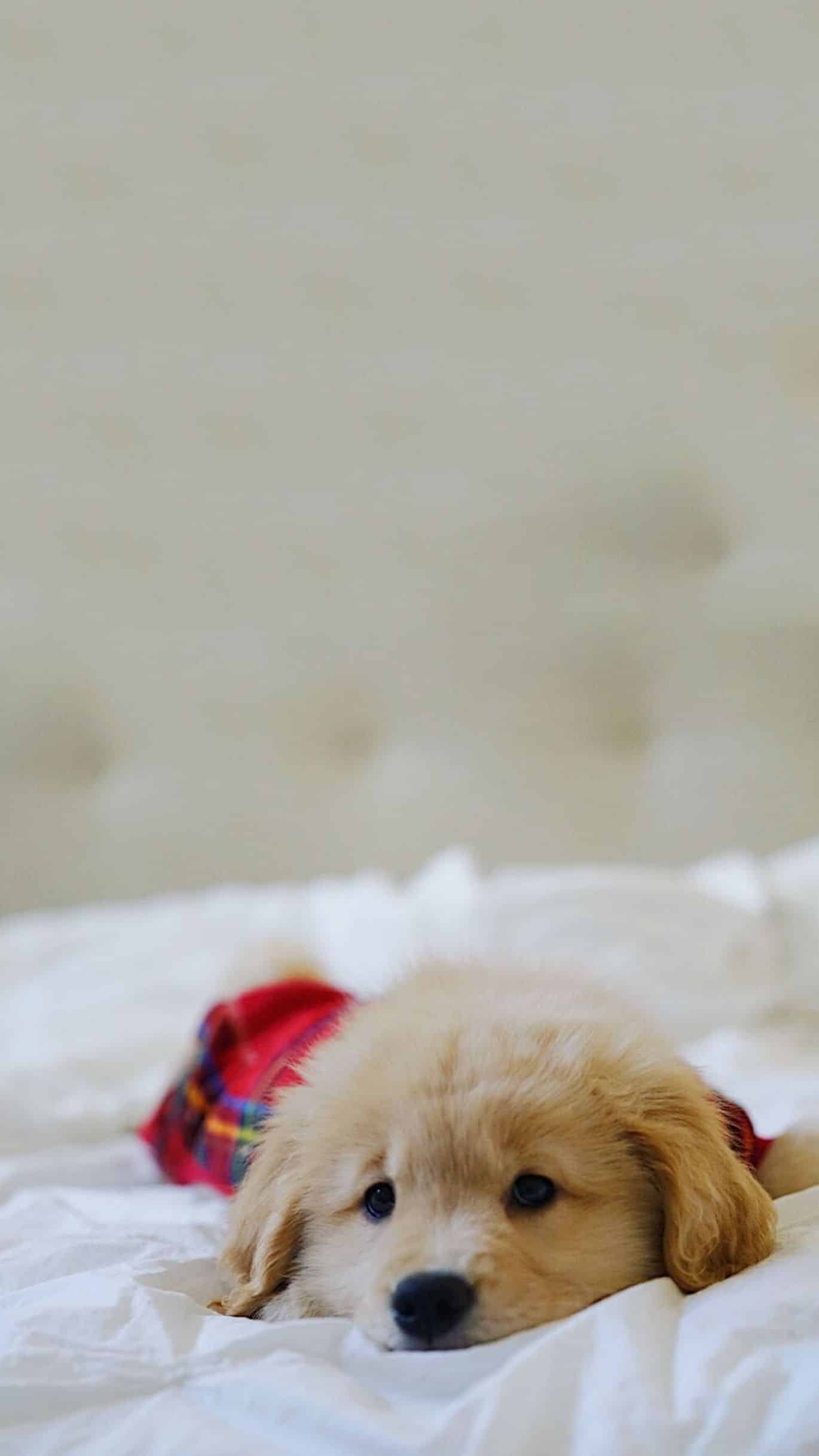 今日萌宠壁纸 024