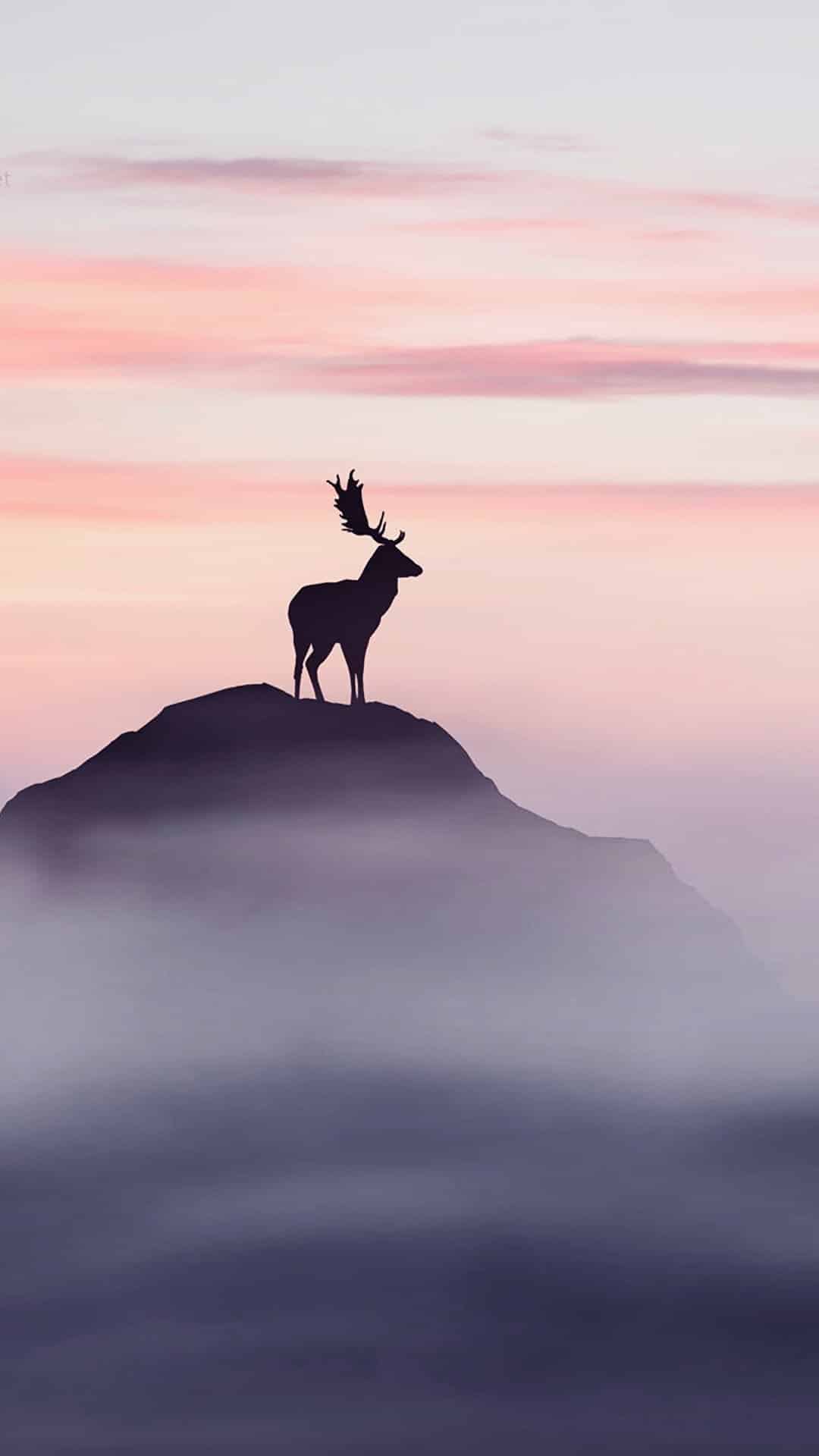 今日萌宠壁纸 024