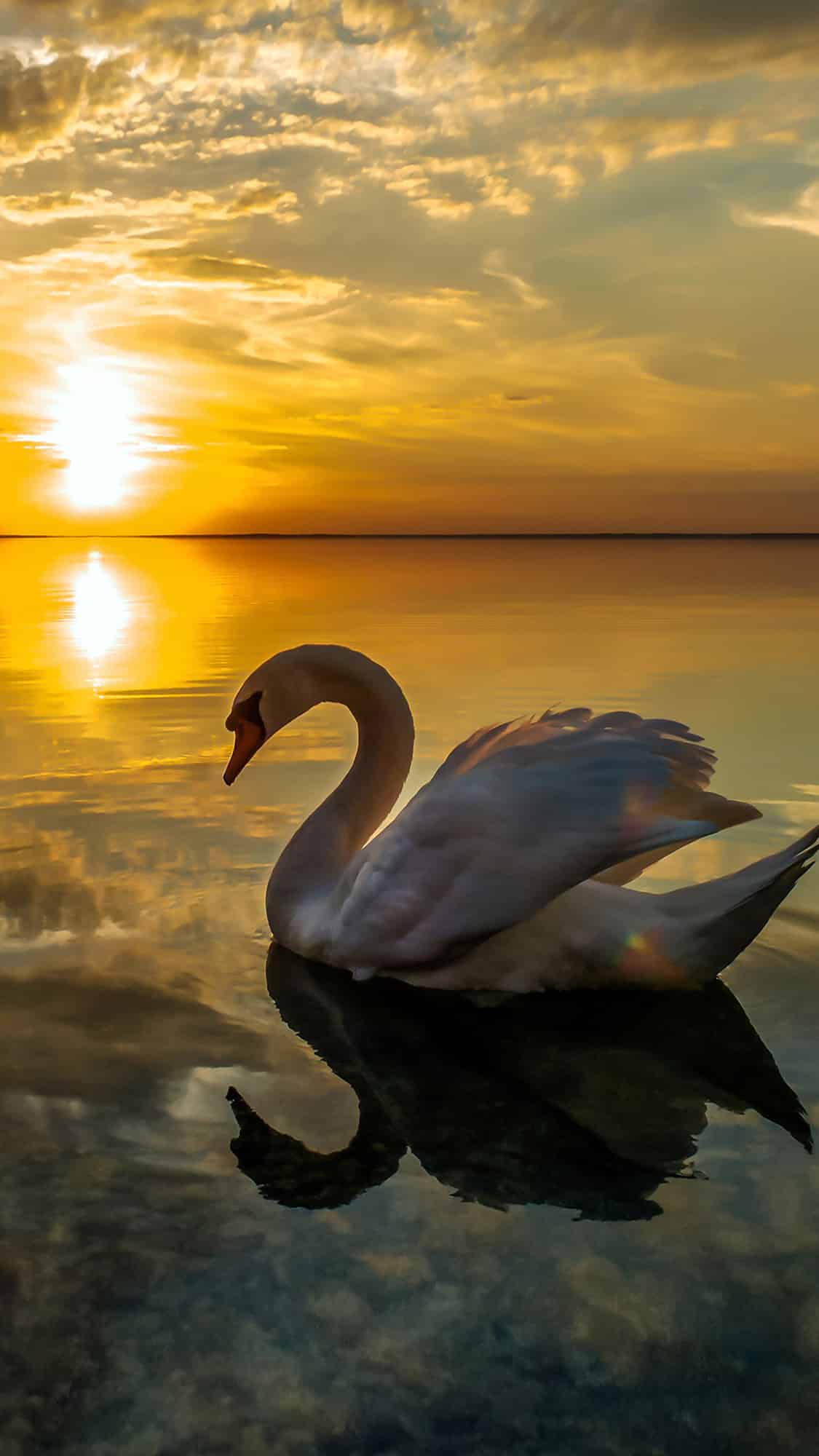 今日萌宠壁纸 024