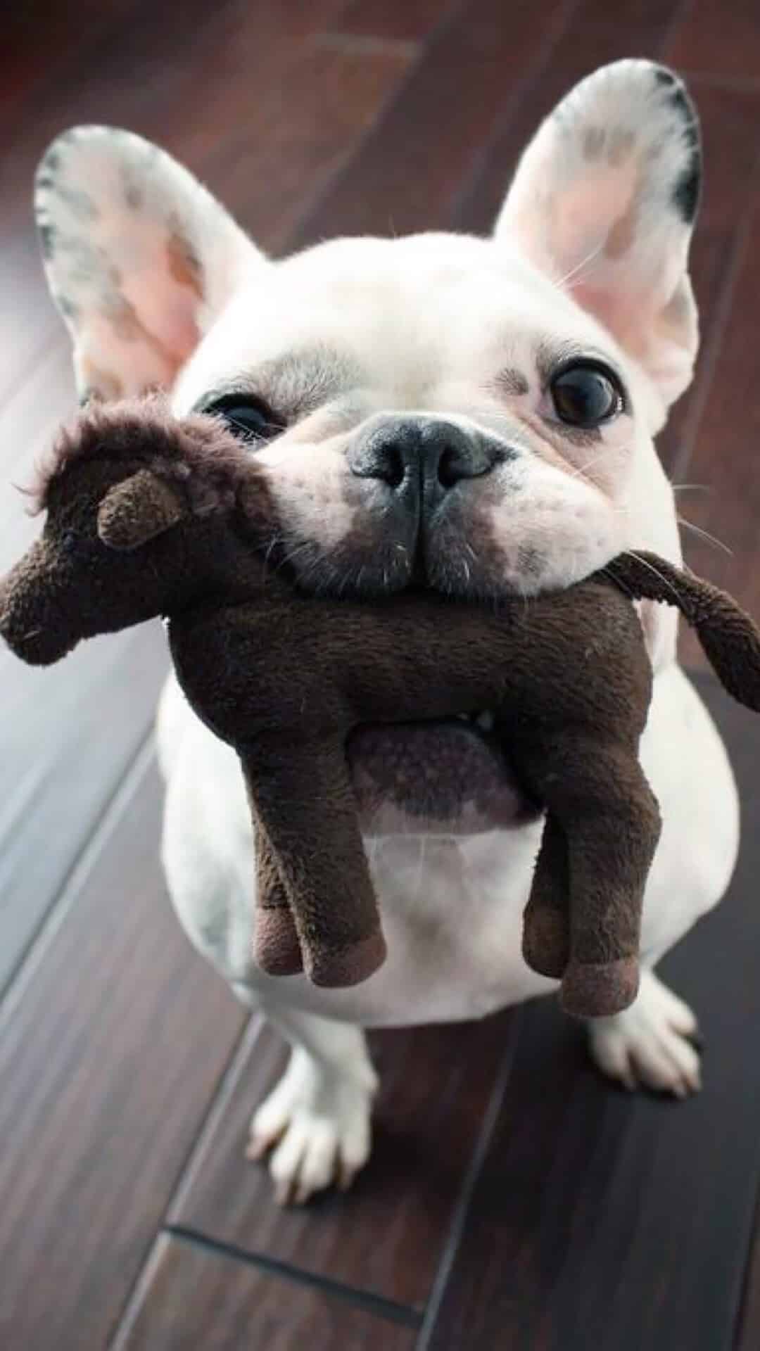 今日萌宠壁纸 024