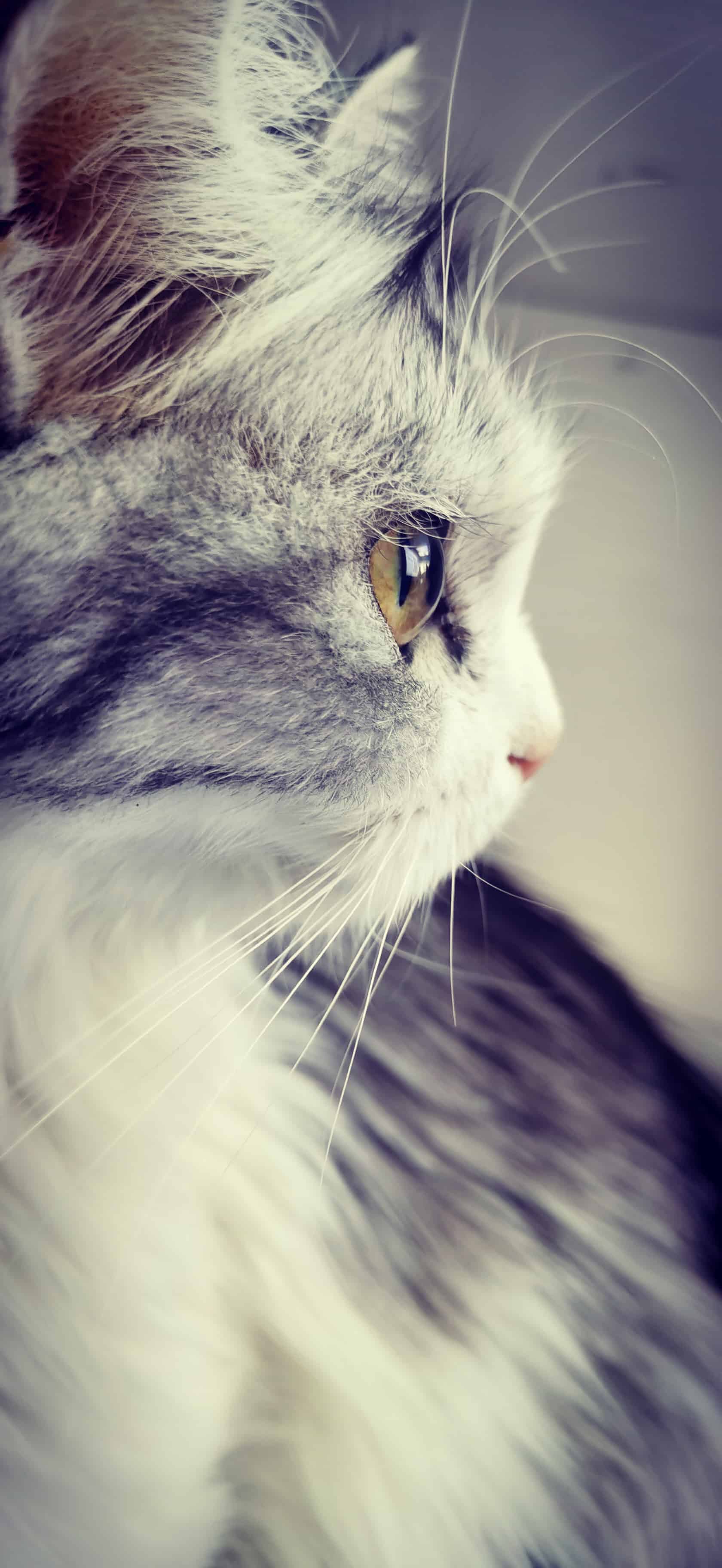 今日萌宠壁纸 024