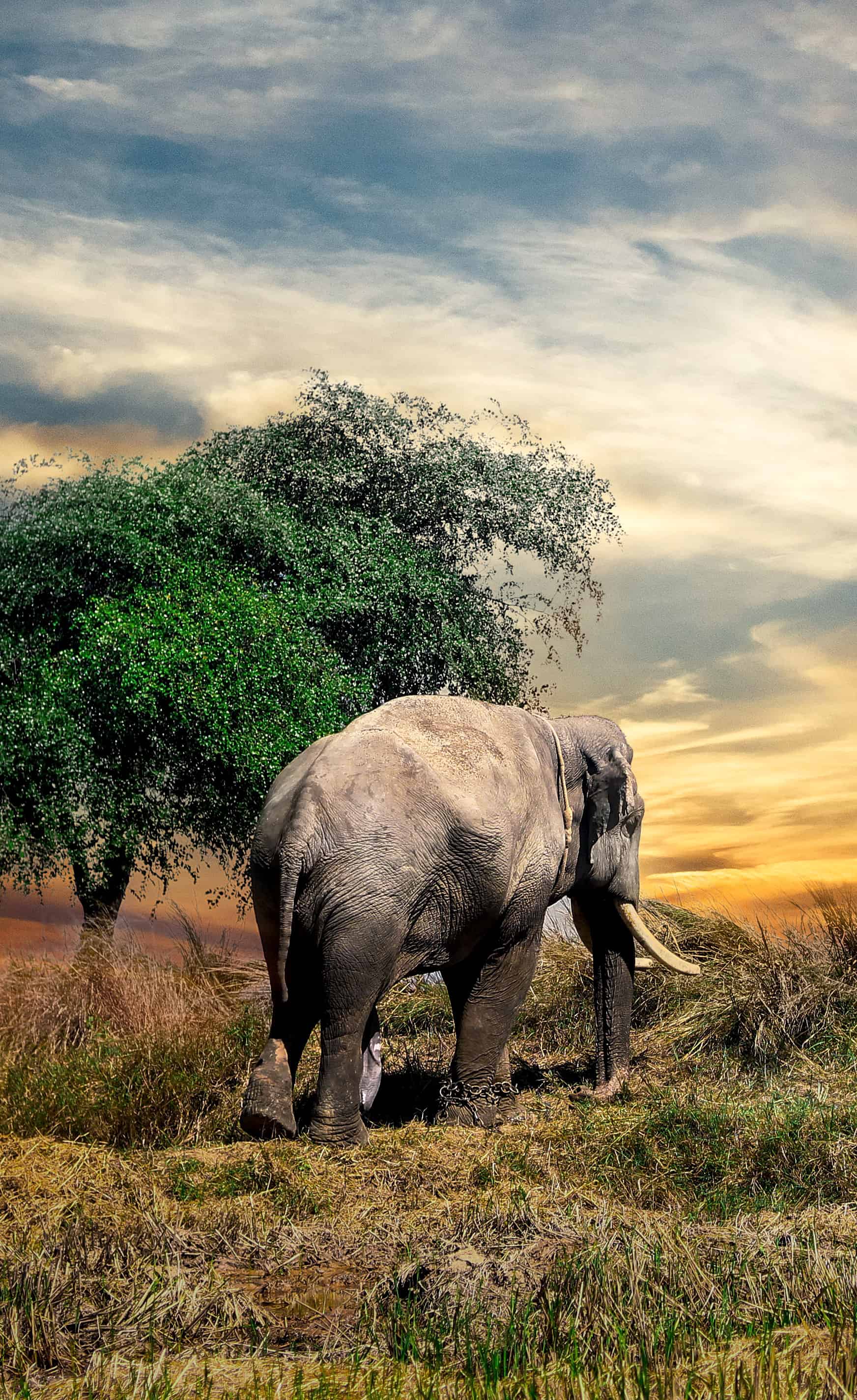 今日萌宠壁纸 024