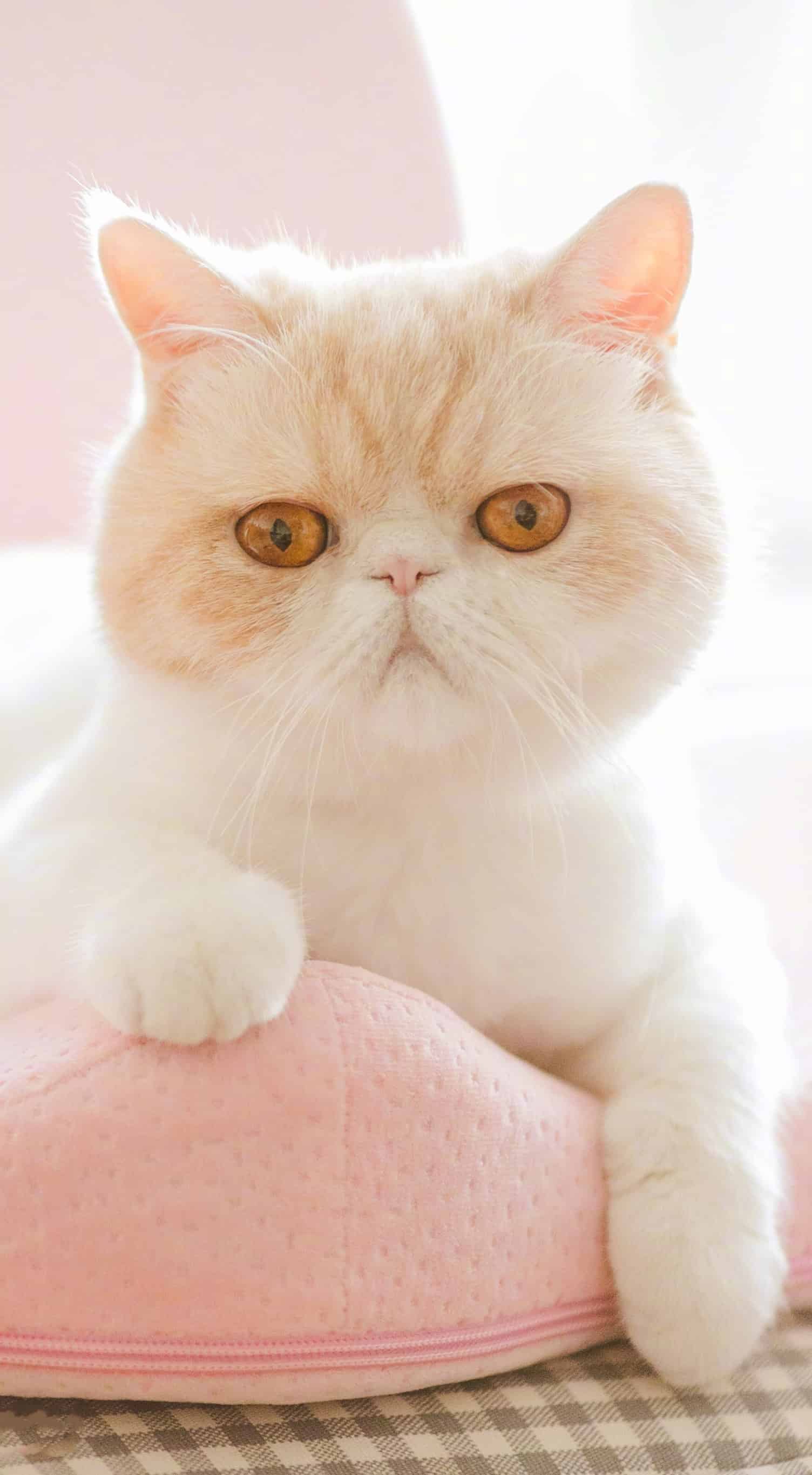 今日萌宠壁纸 024