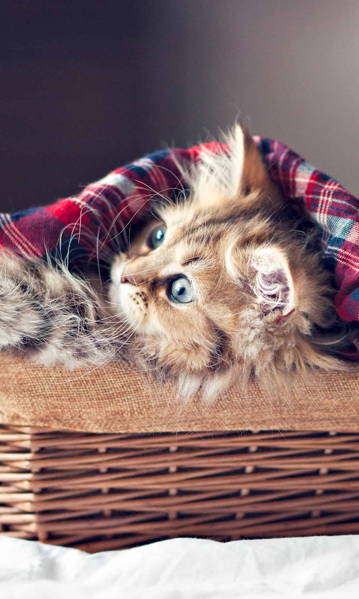 今日萌宠壁纸 025