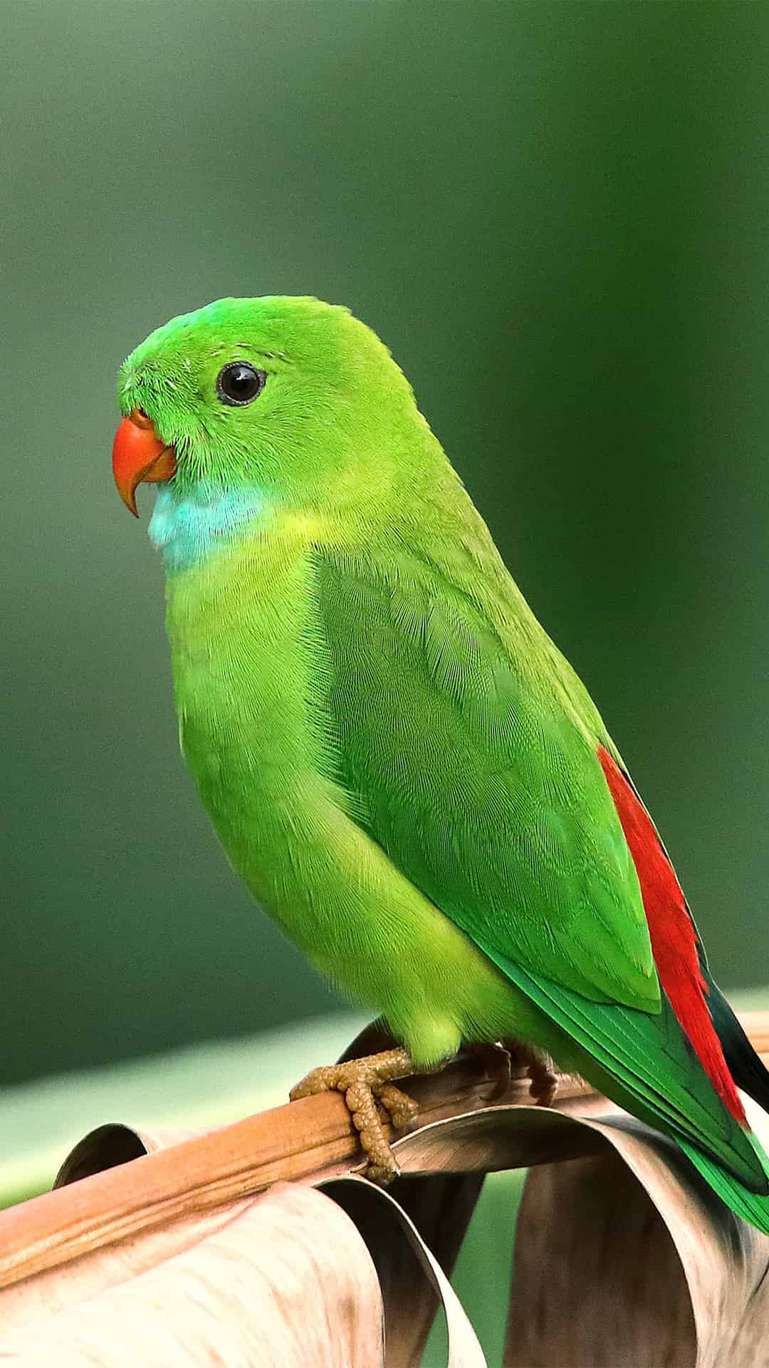 今日萌宠壁纸 025