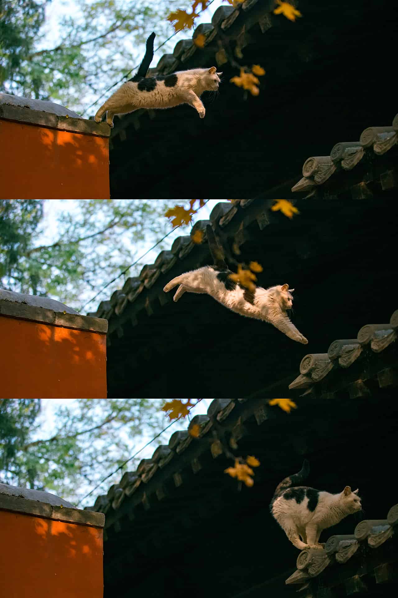 今日萌宠壁纸 025