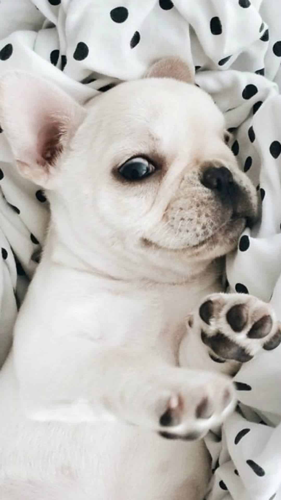 今日萌宠壁纸 025