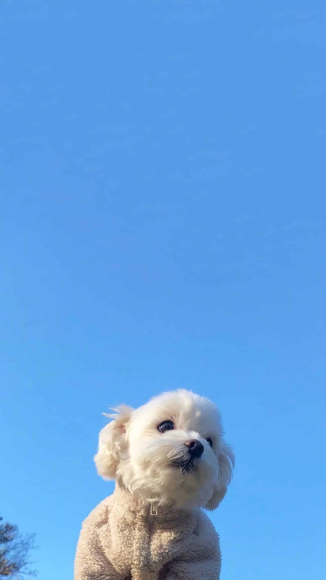 今日萌宠壁纸 025