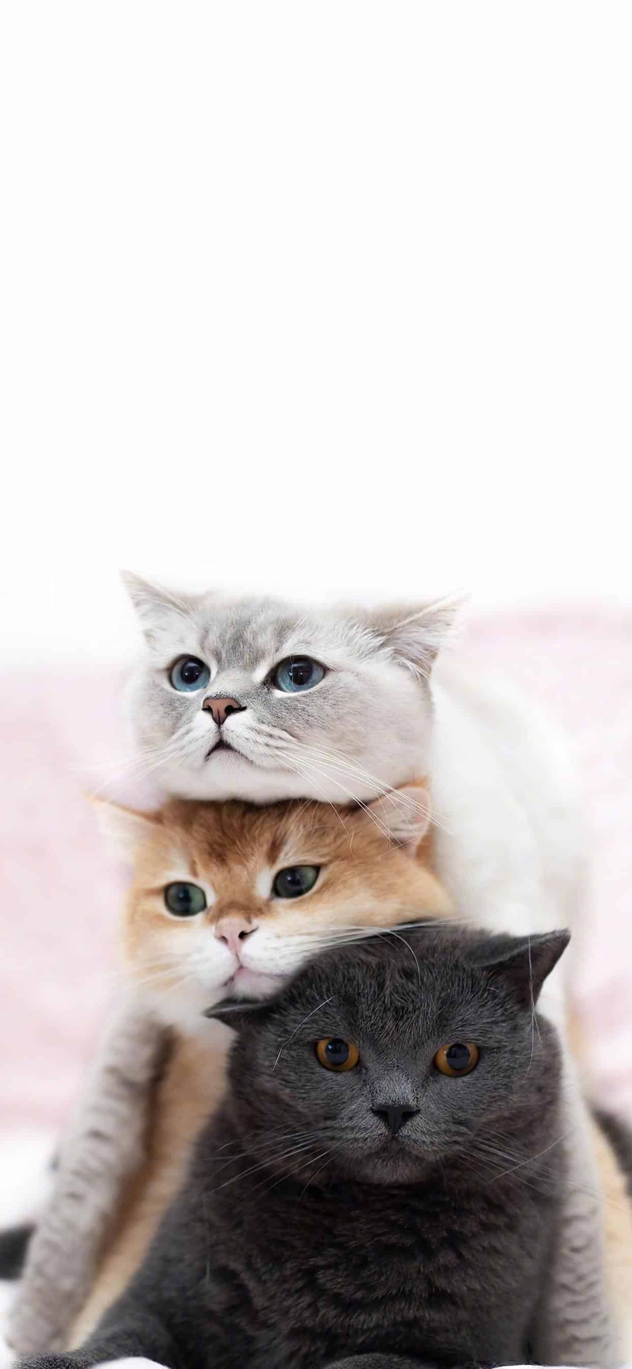 今日萌宠壁纸 025