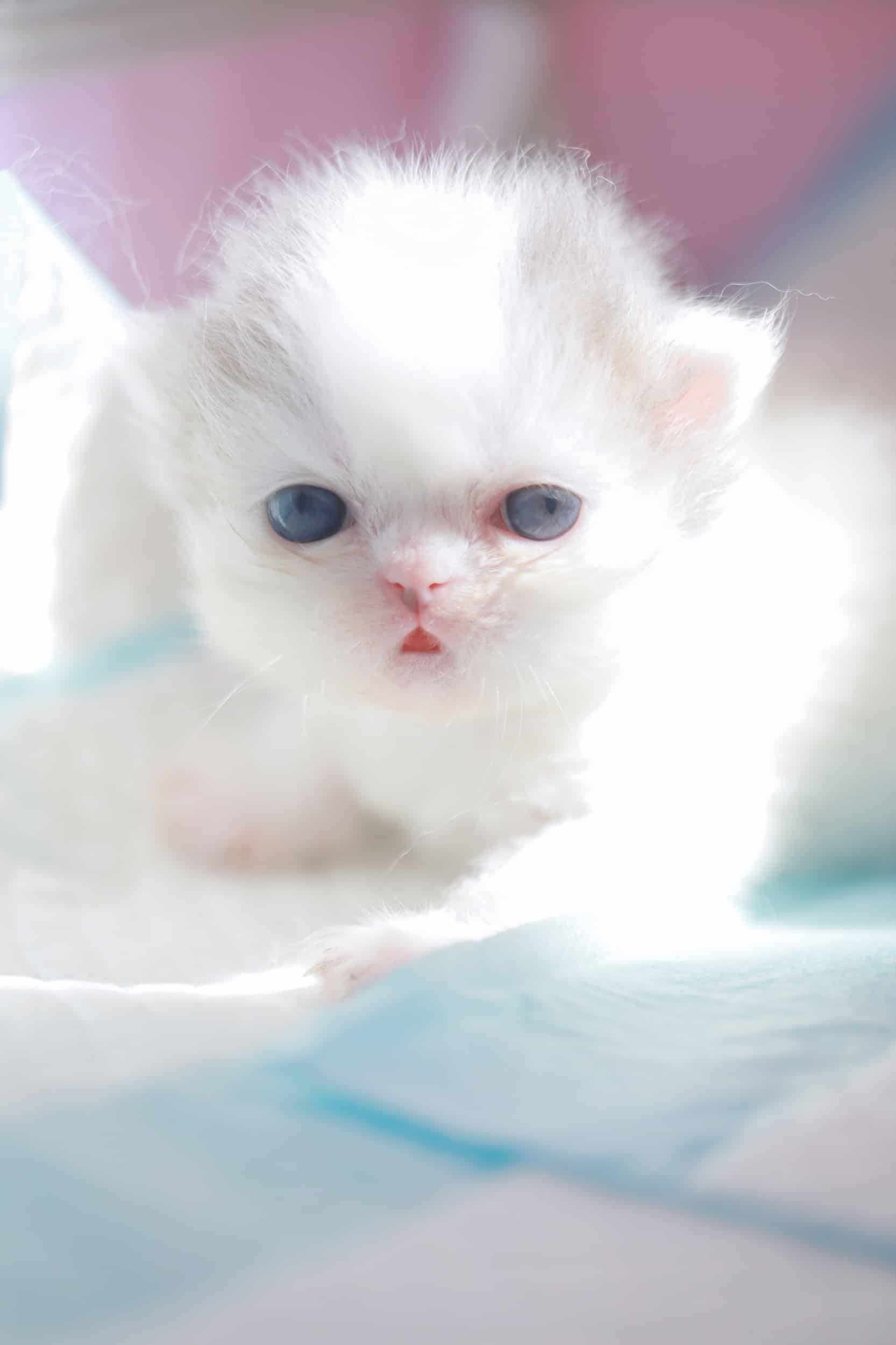 今日萌宠壁纸 025