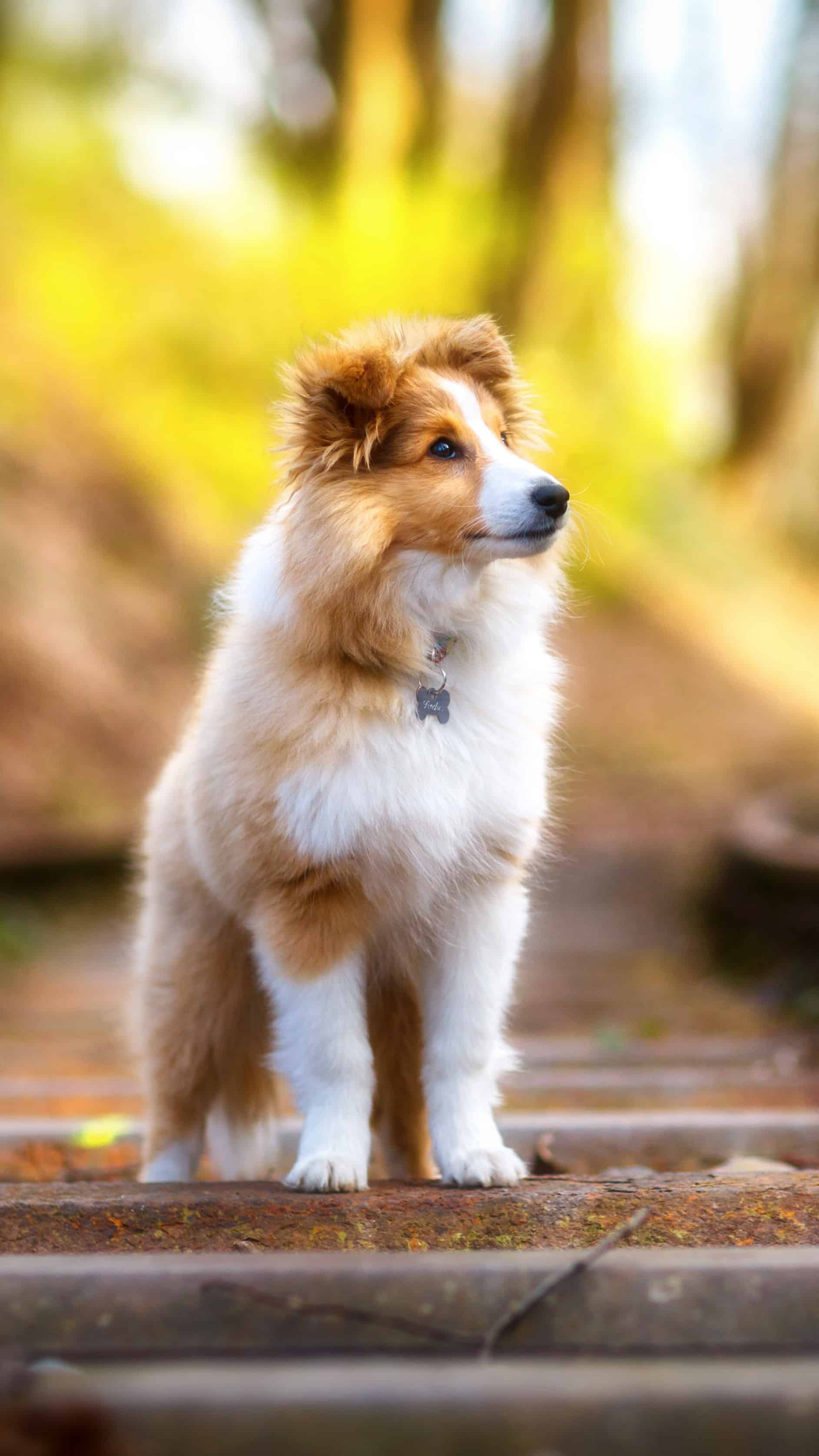 今日萌宠壁纸 026