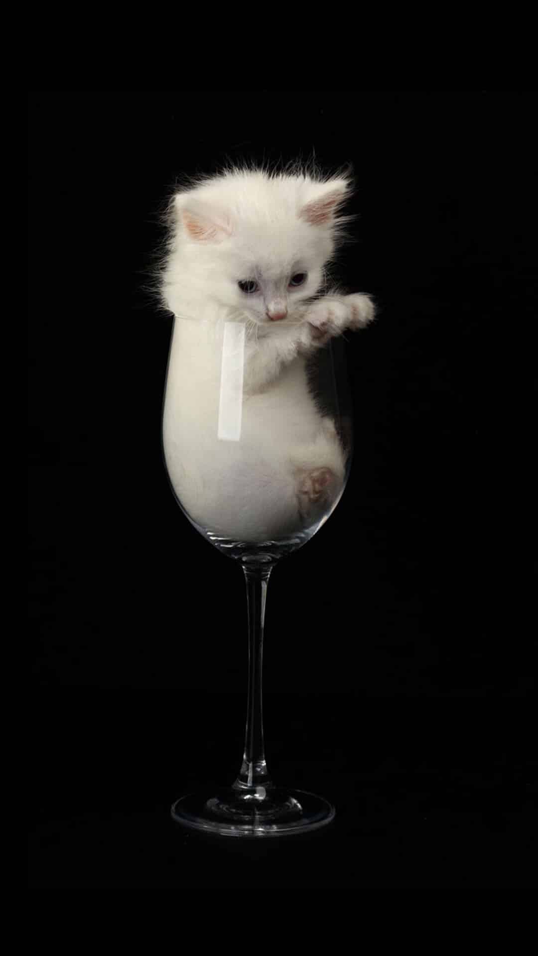 今日萌宠壁纸 026