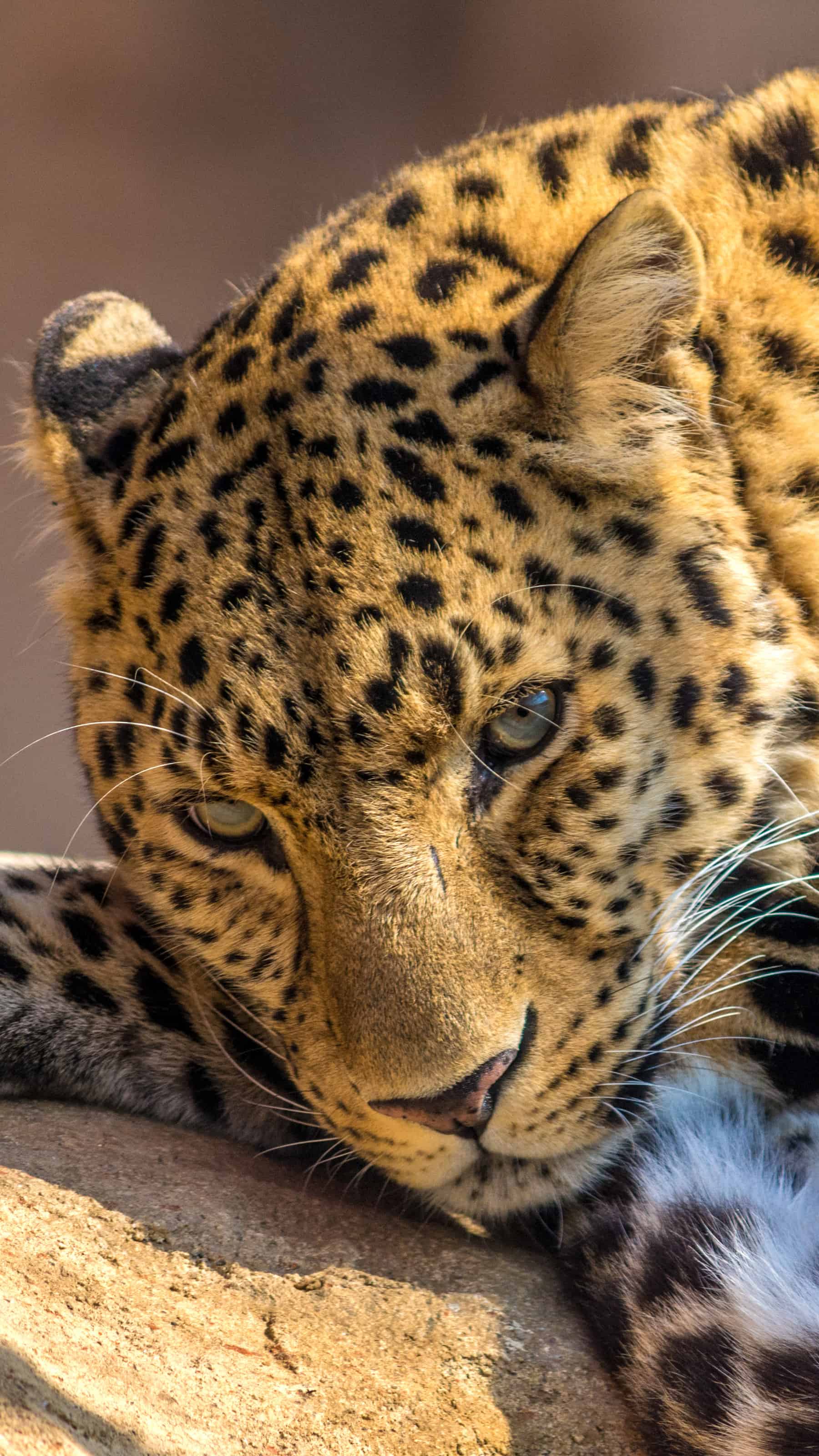 今日萌宠壁纸 026