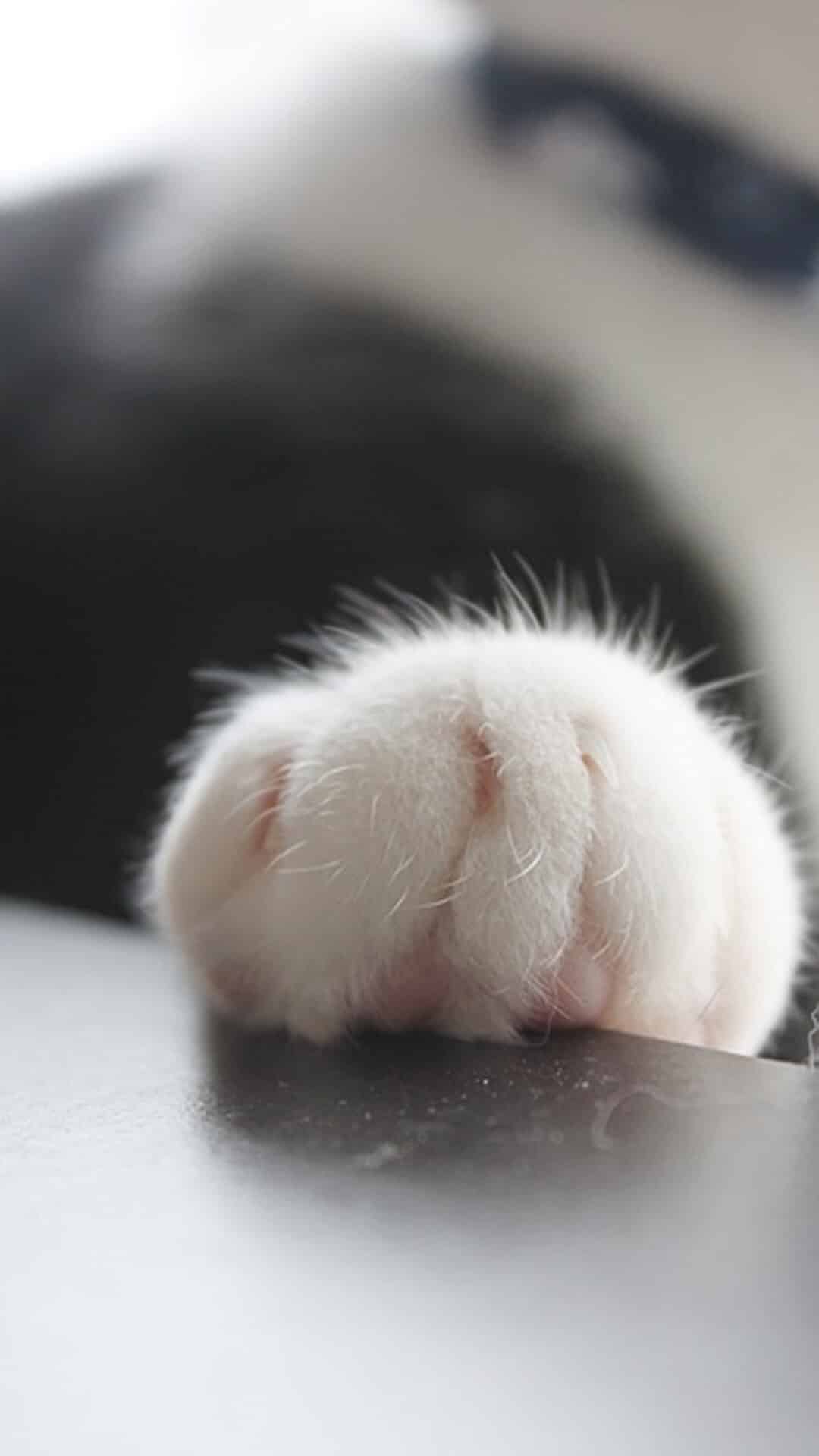 今日萌宠壁纸 026