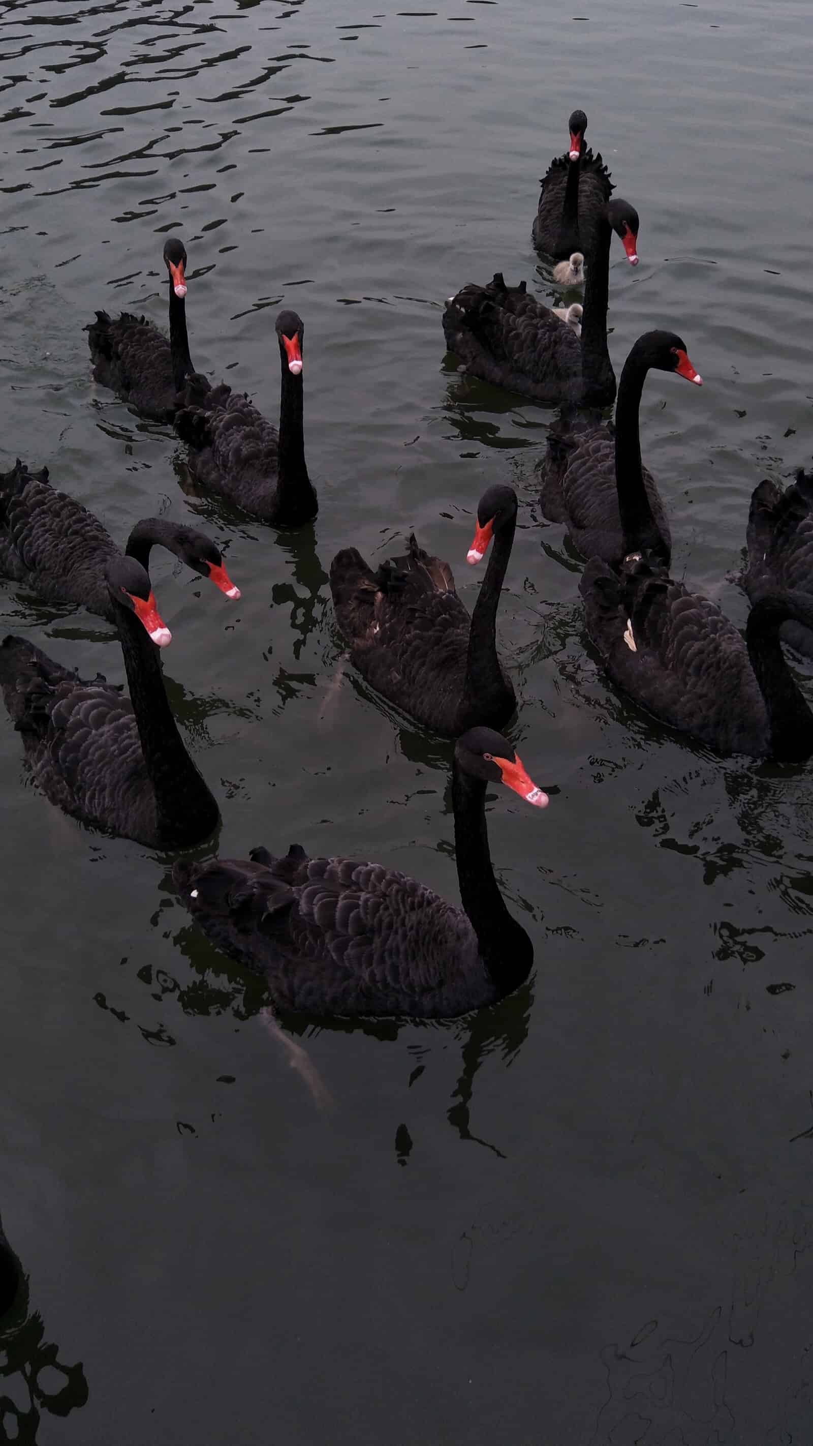 今日萌宠壁纸 026