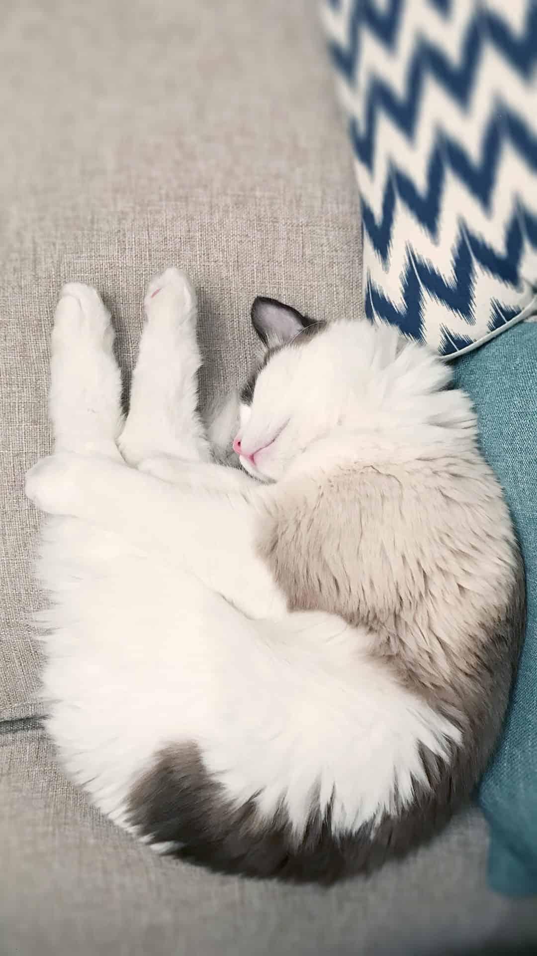 今日萌宠壁纸 026