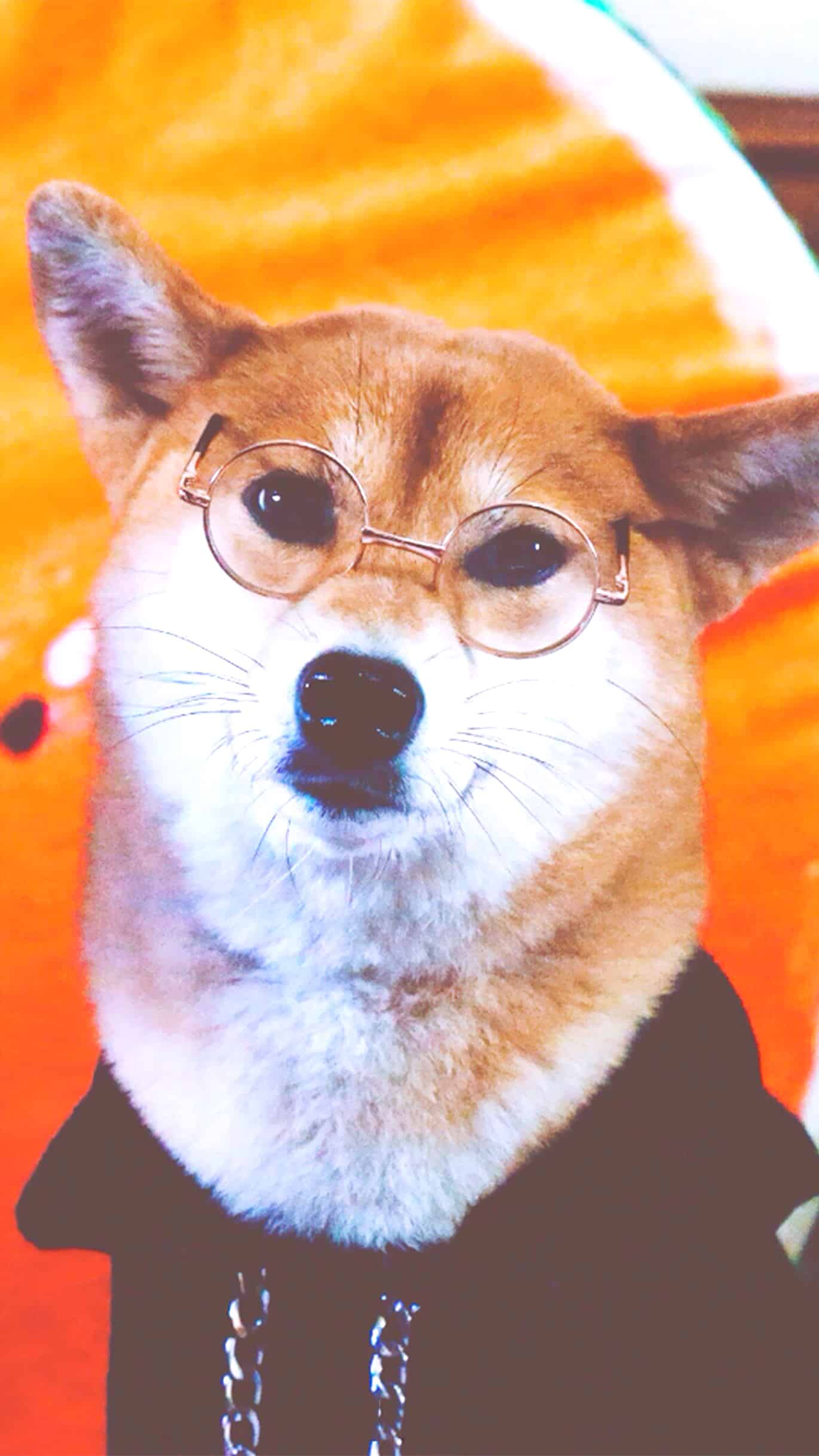 今日萌宠壁纸 026