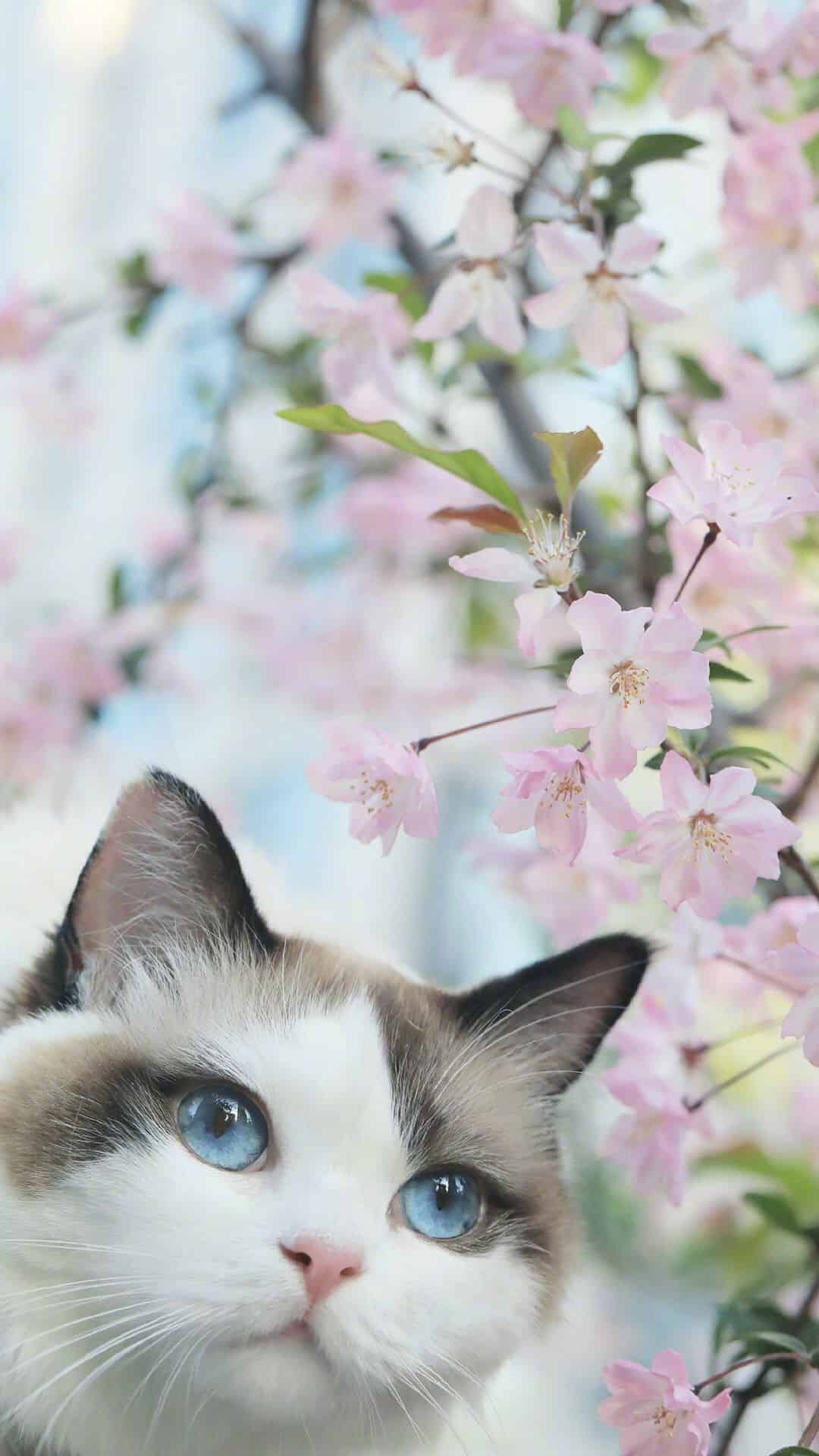 今日萌宠壁纸 026