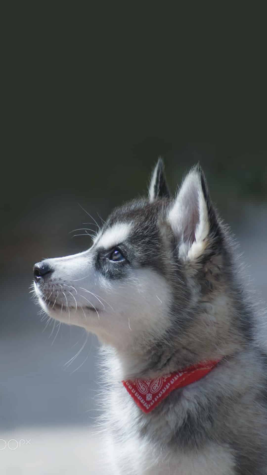 今日萌宠壁纸 027