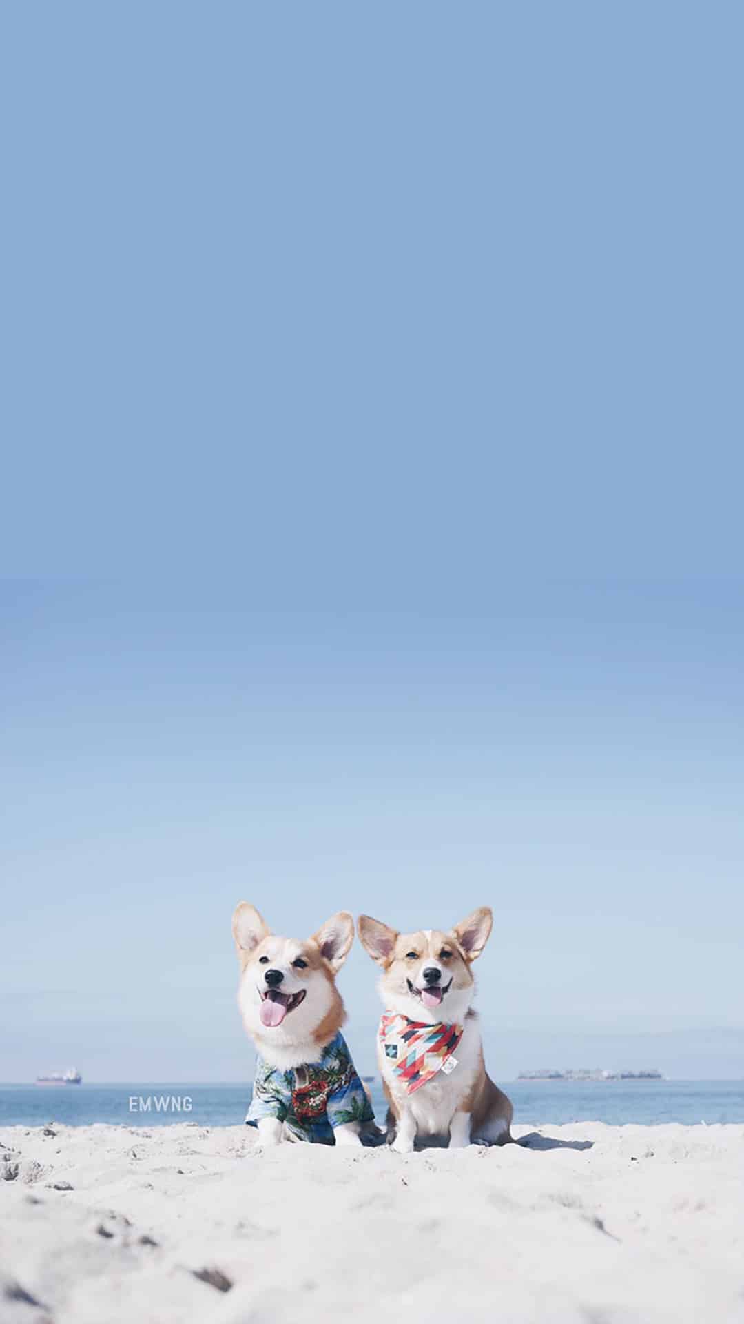 今日萌宠壁纸 027