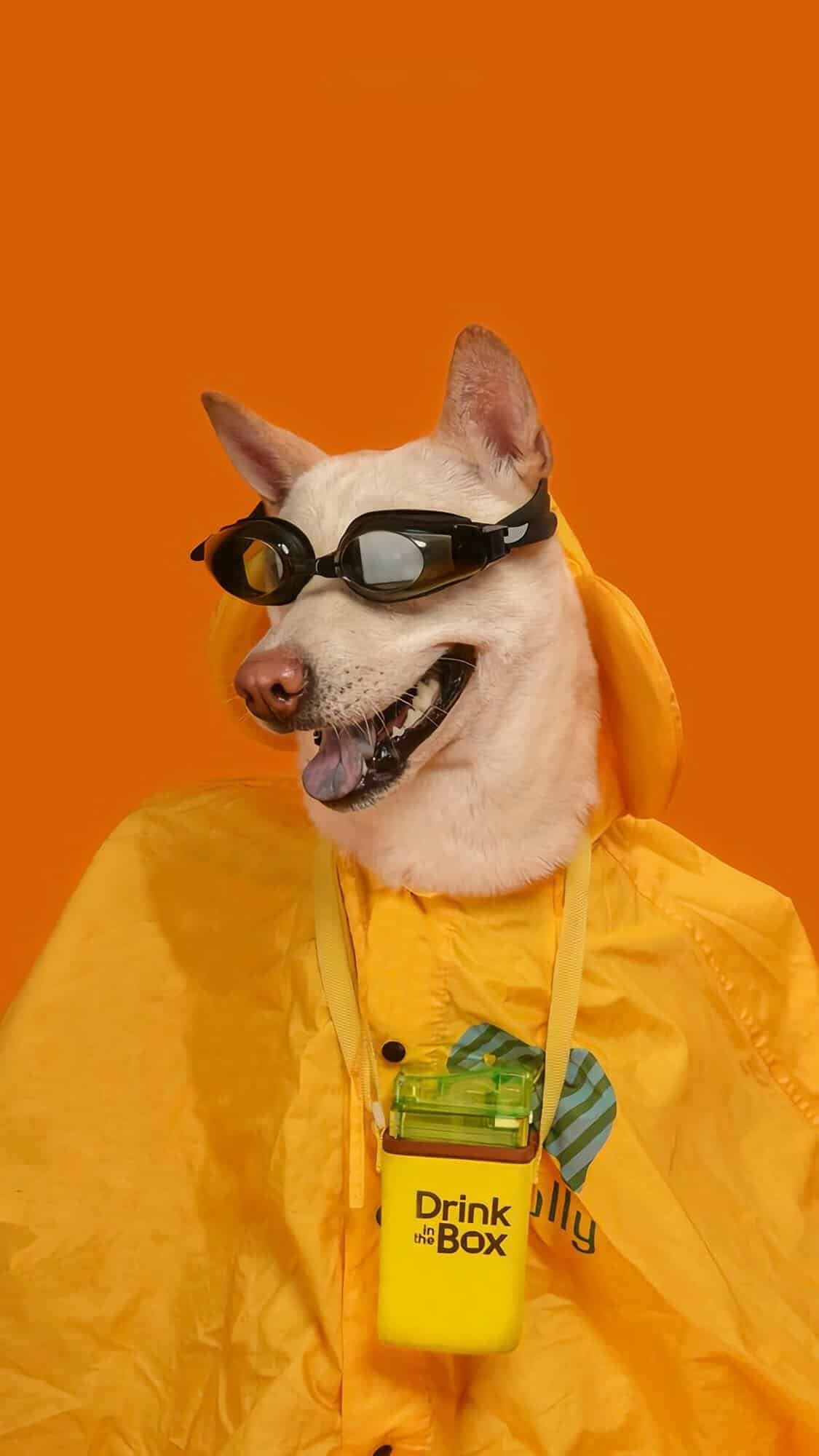 今日萌宠壁纸 027