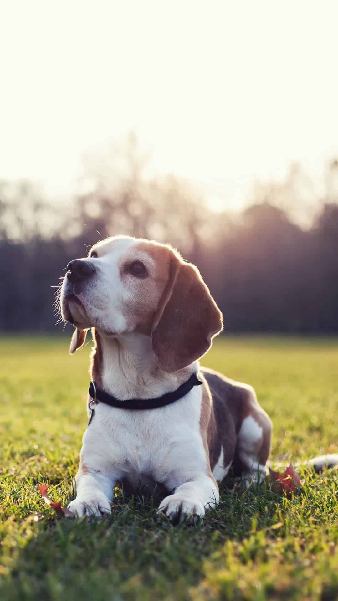 今日萌宠壁纸 027