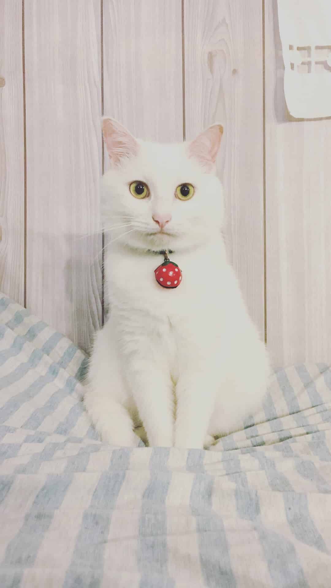 今日萌宠壁纸 027