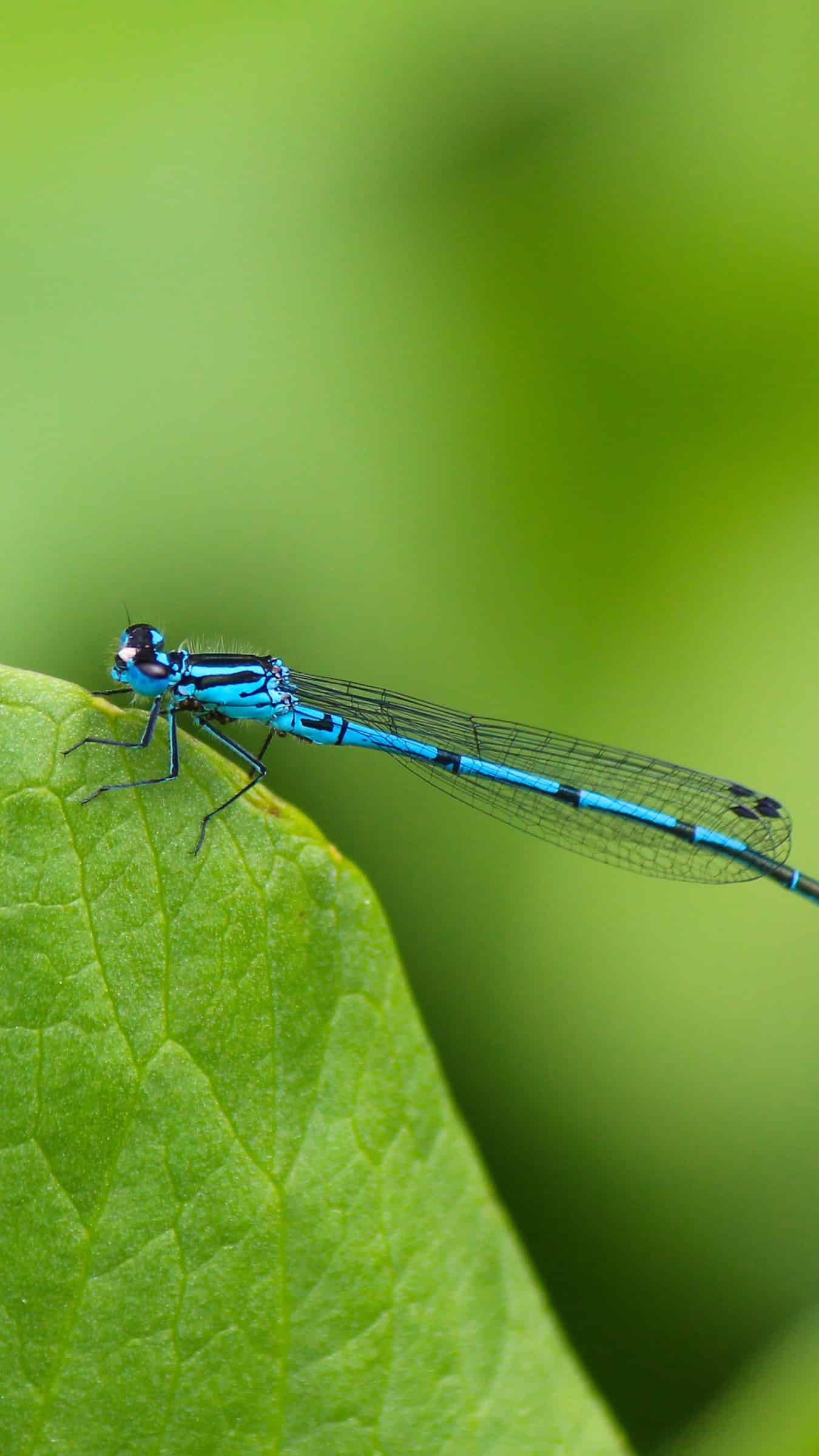 今日萌宠壁纸 027