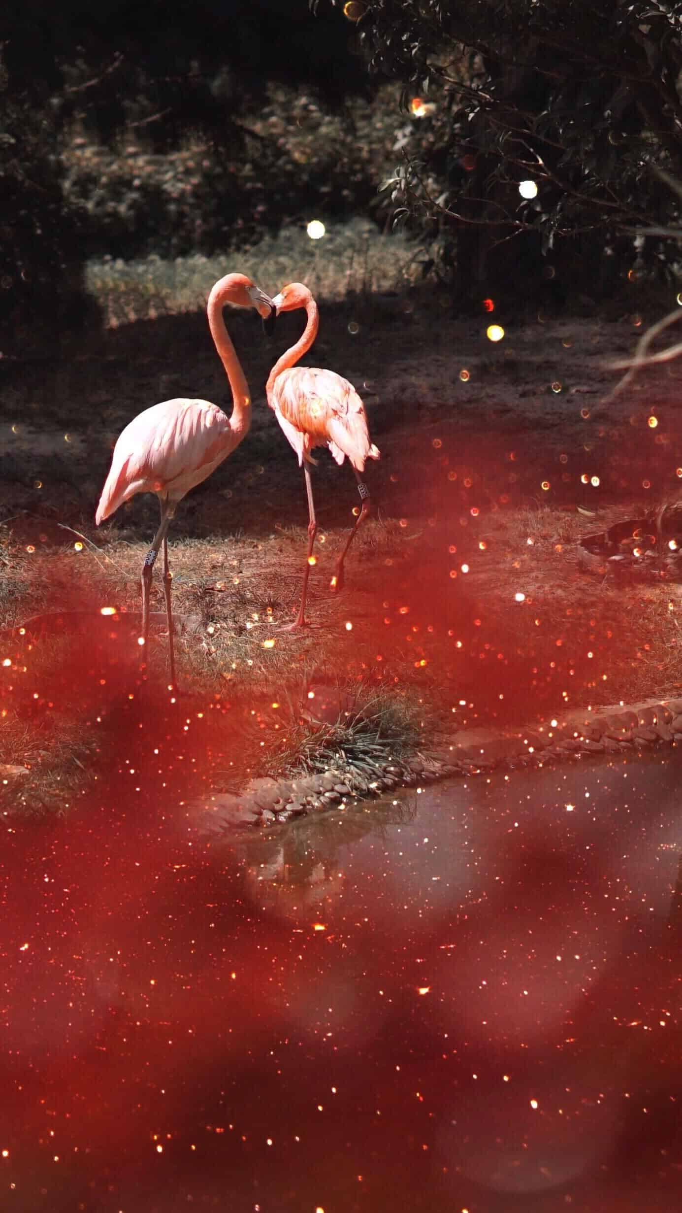 今日萌宠壁纸 028