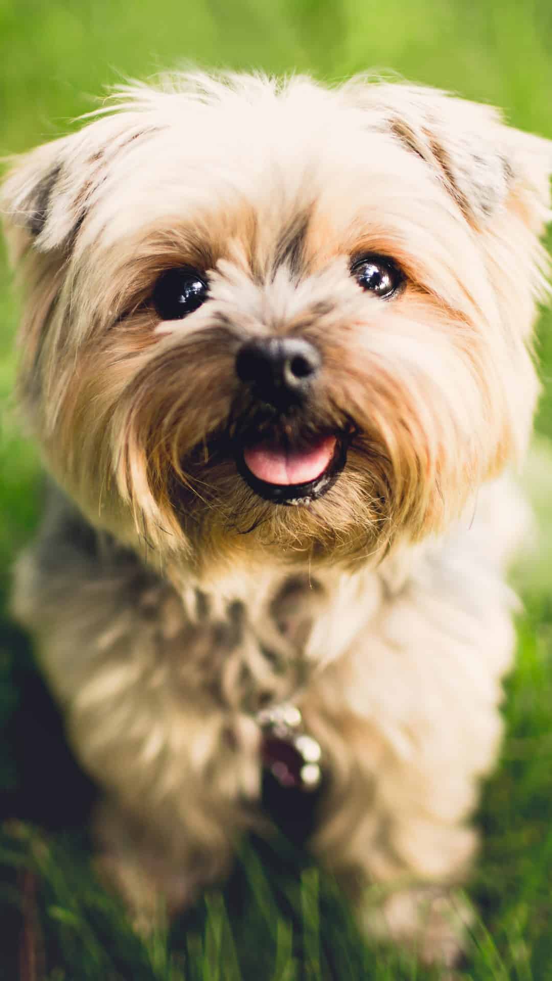 今日萌宠壁纸 028