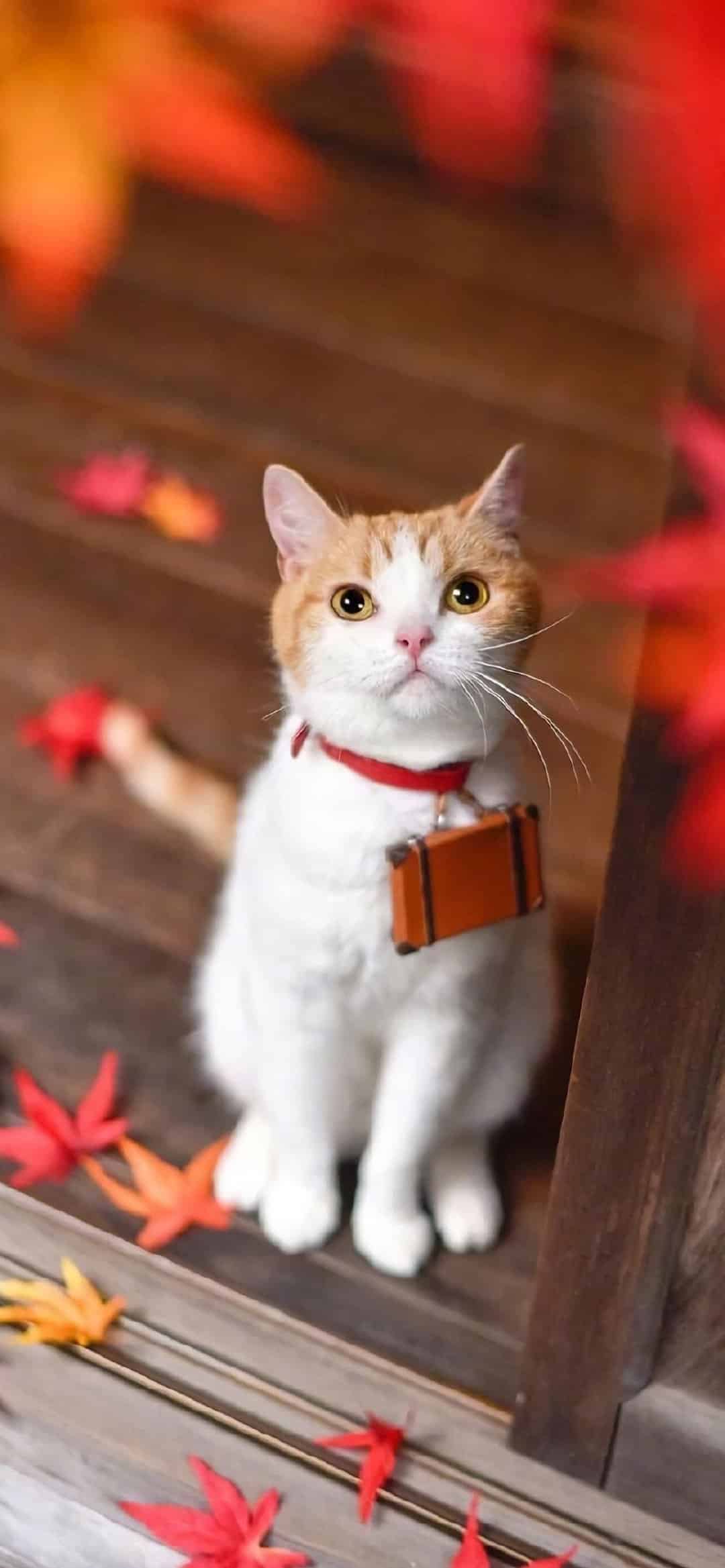 今日萌宠壁纸 028