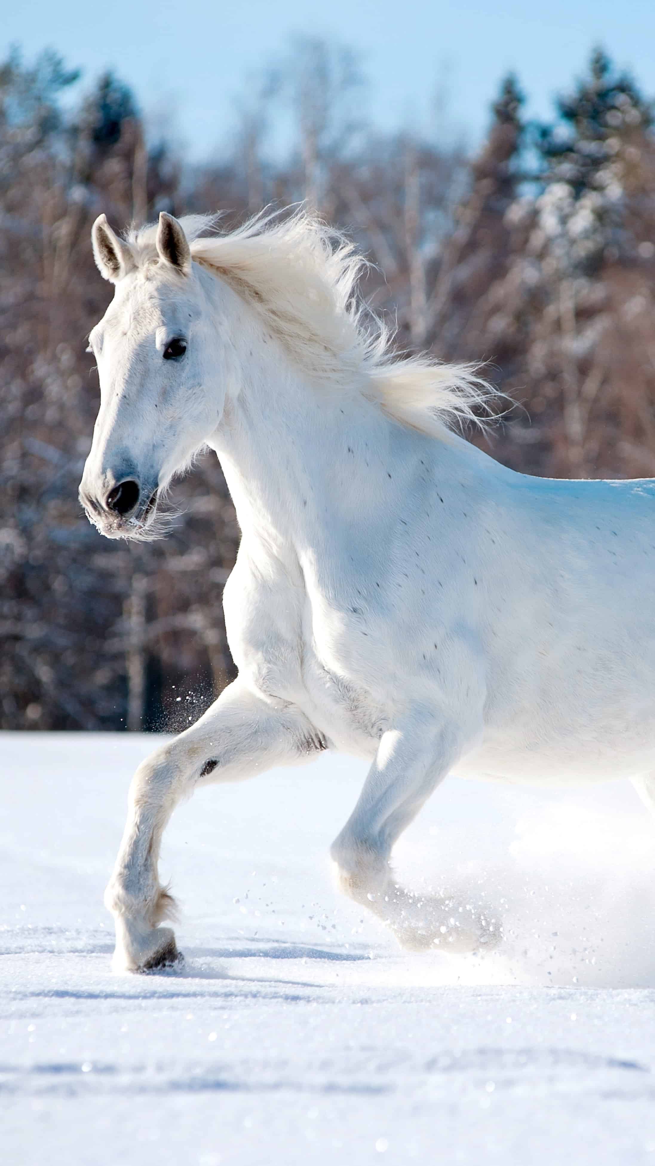 今日萌宠壁纸 028