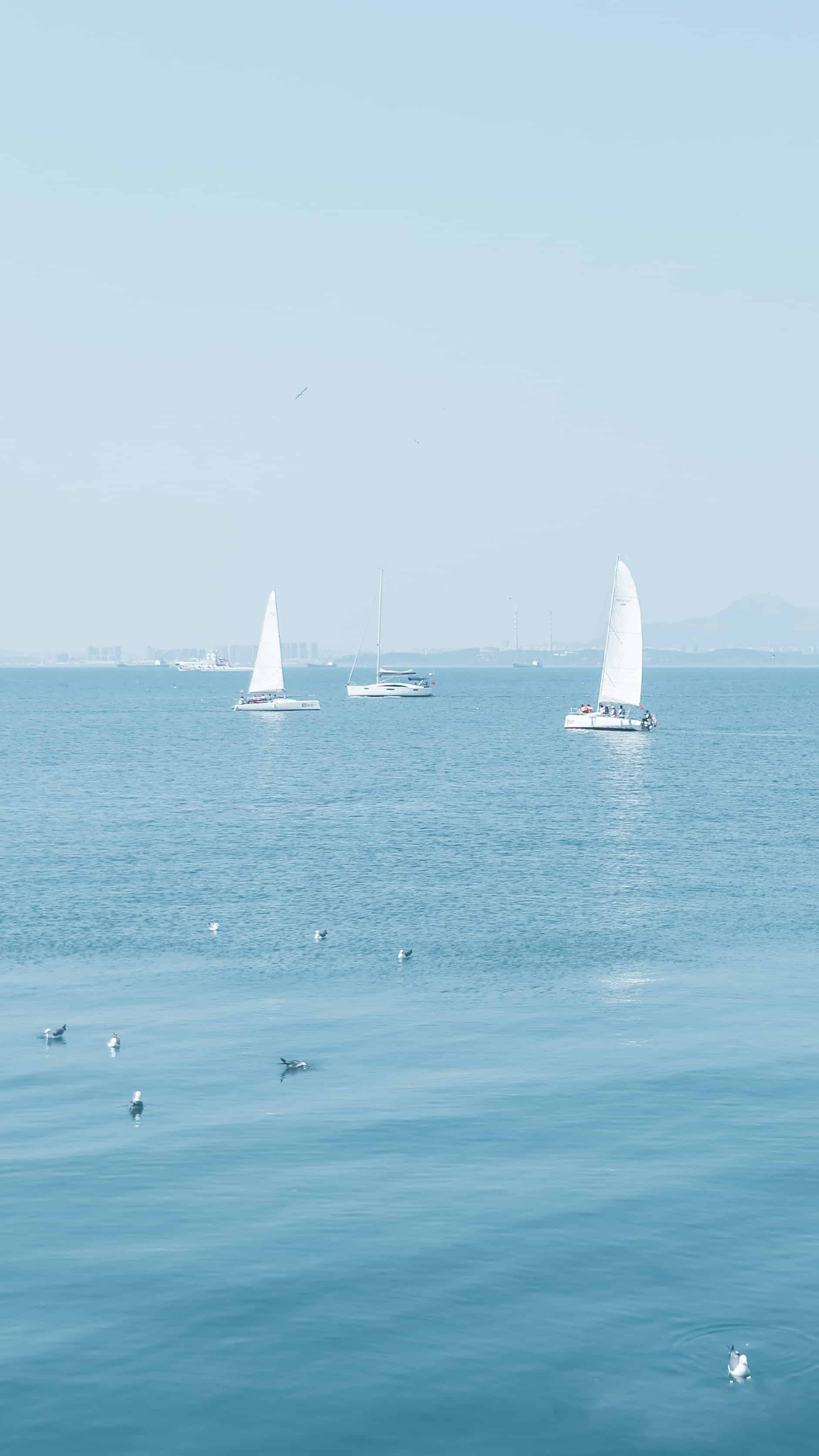 今日萌宠壁纸 028