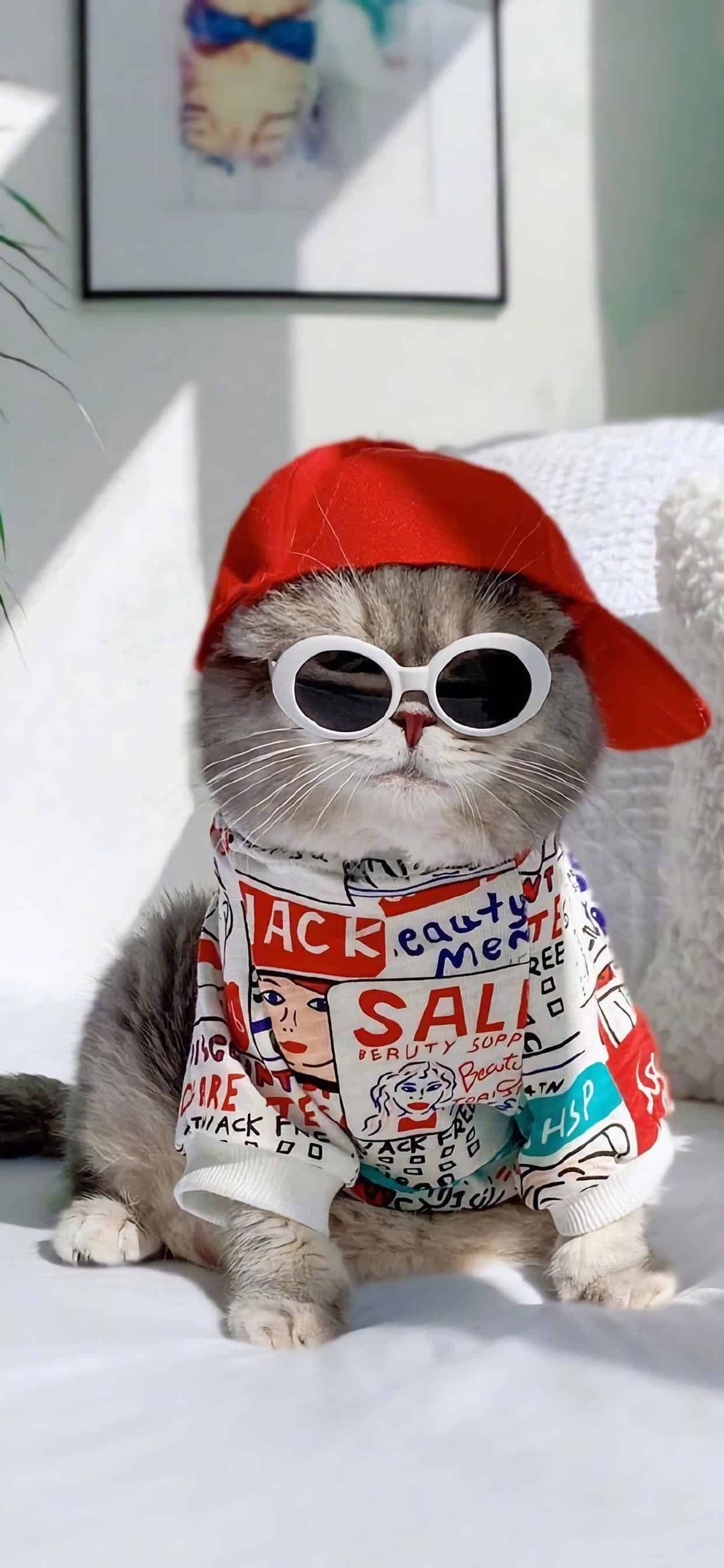 今日萌宠壁纸 028