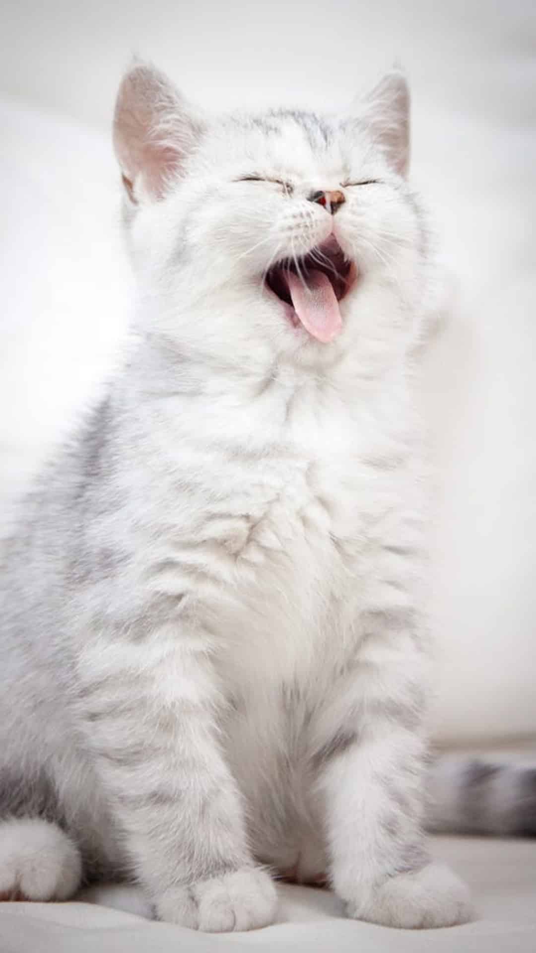 今日萌宠壁纸 028