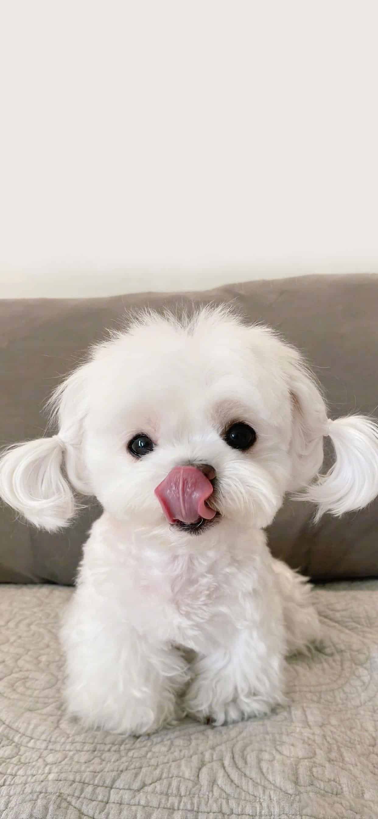 今日萌宠壁纸 029