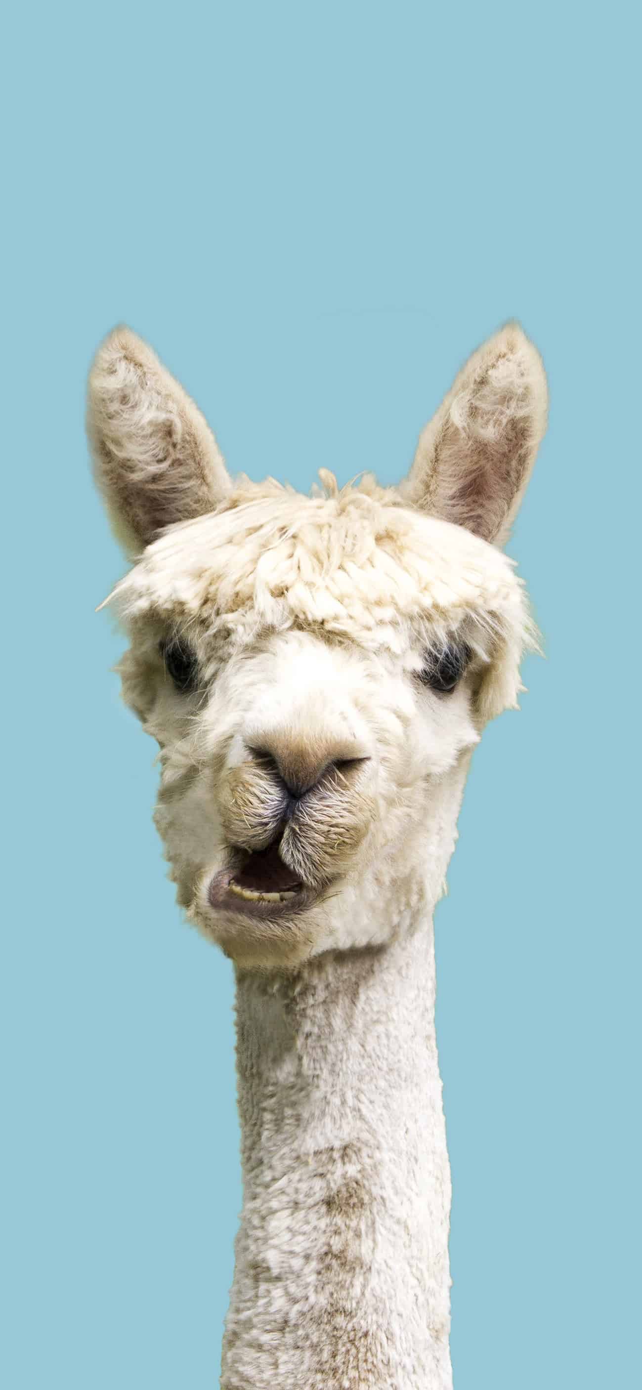 今日萌宠壁纸 029