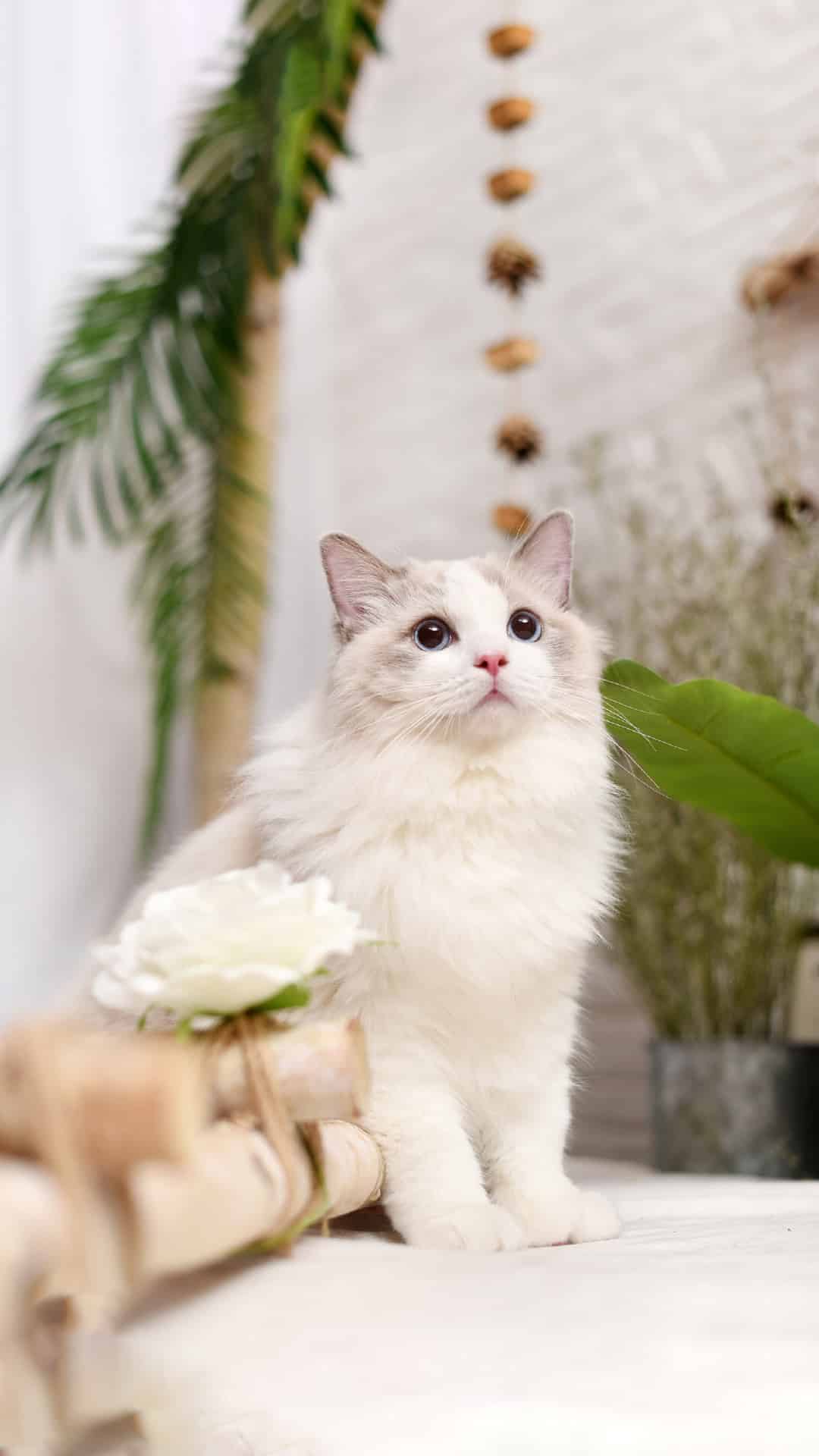 今日萌宠壁纸 029