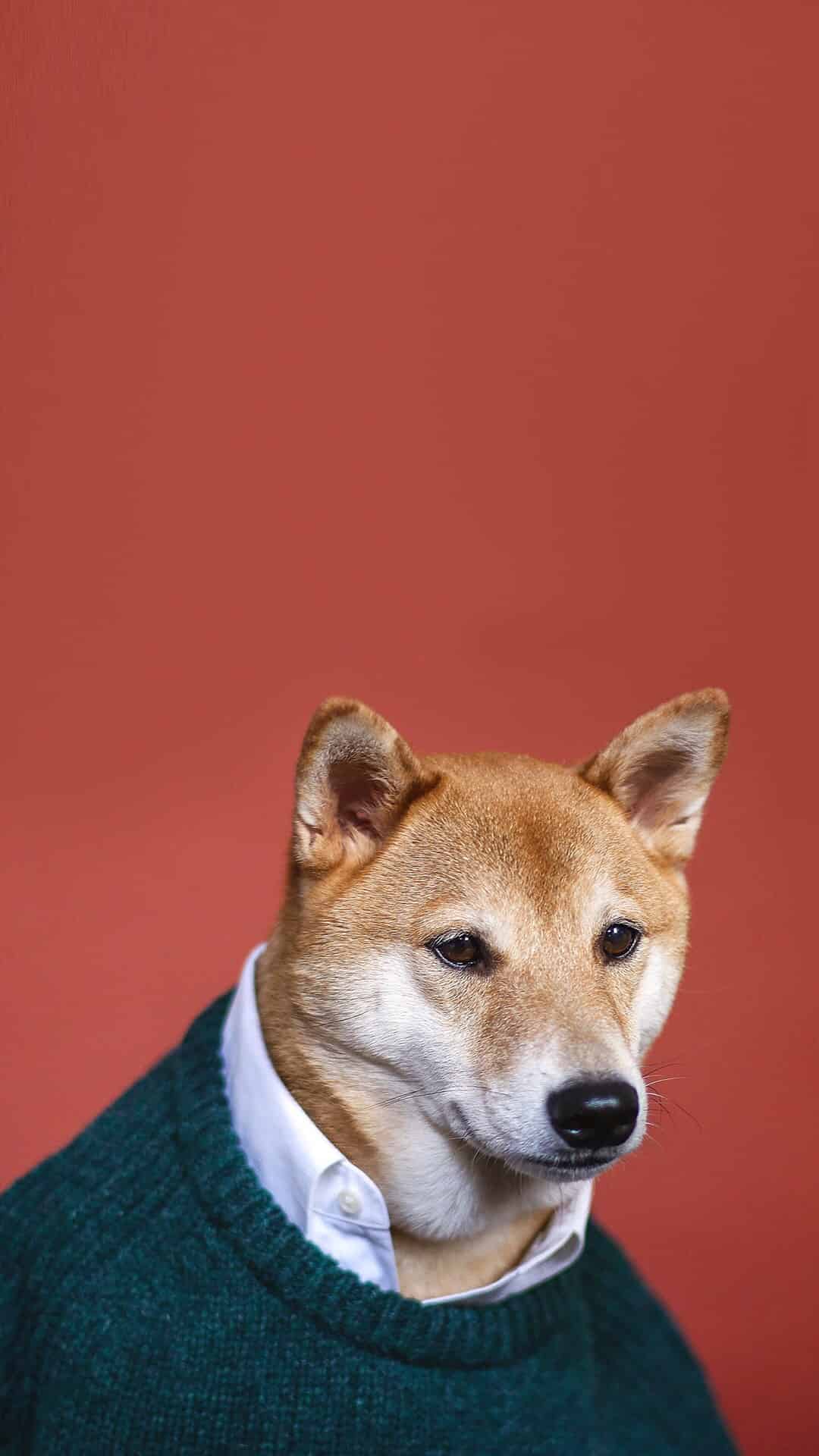 今日萌宠壁纸 029