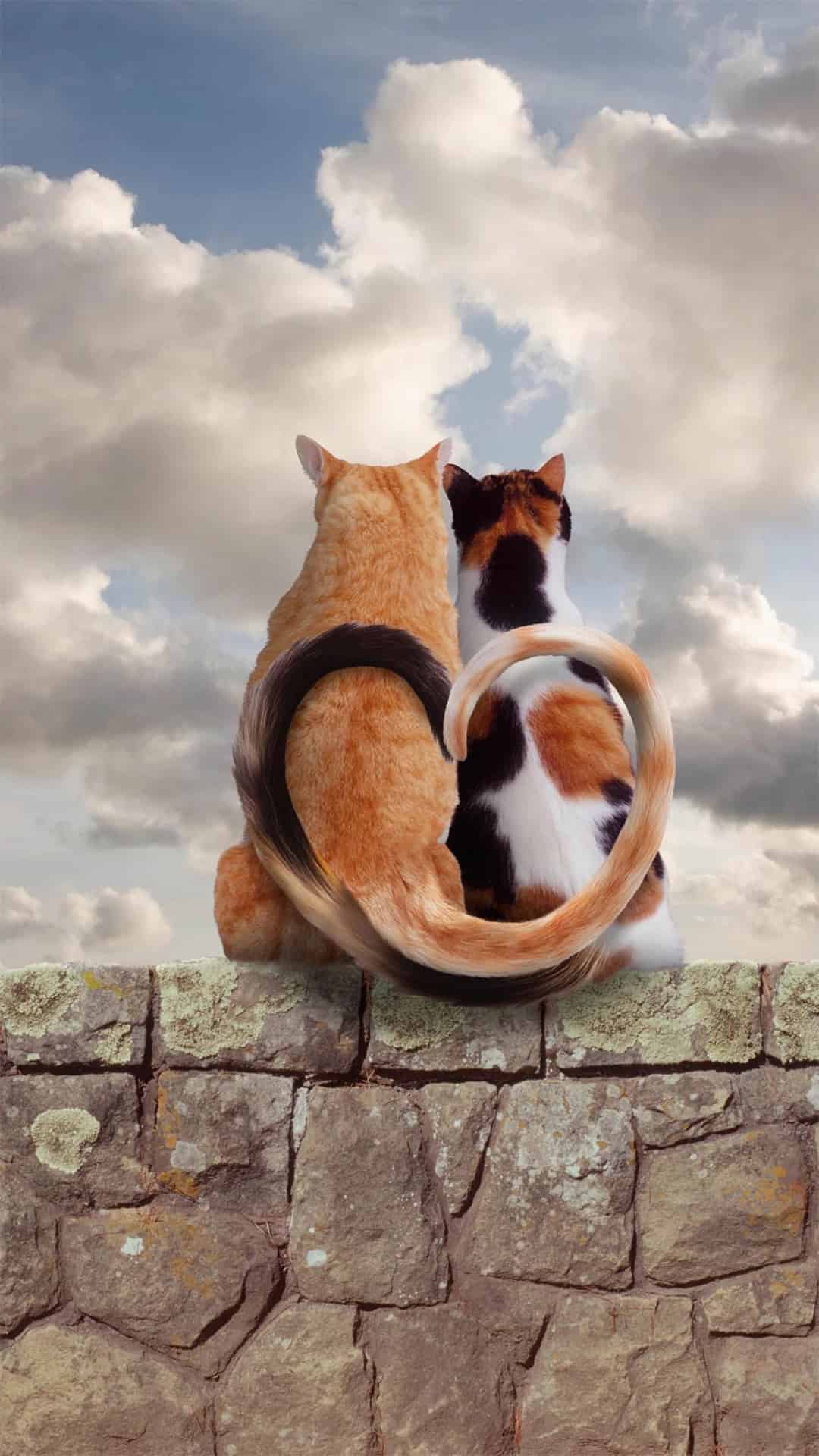 今日萌宠壁纸 029