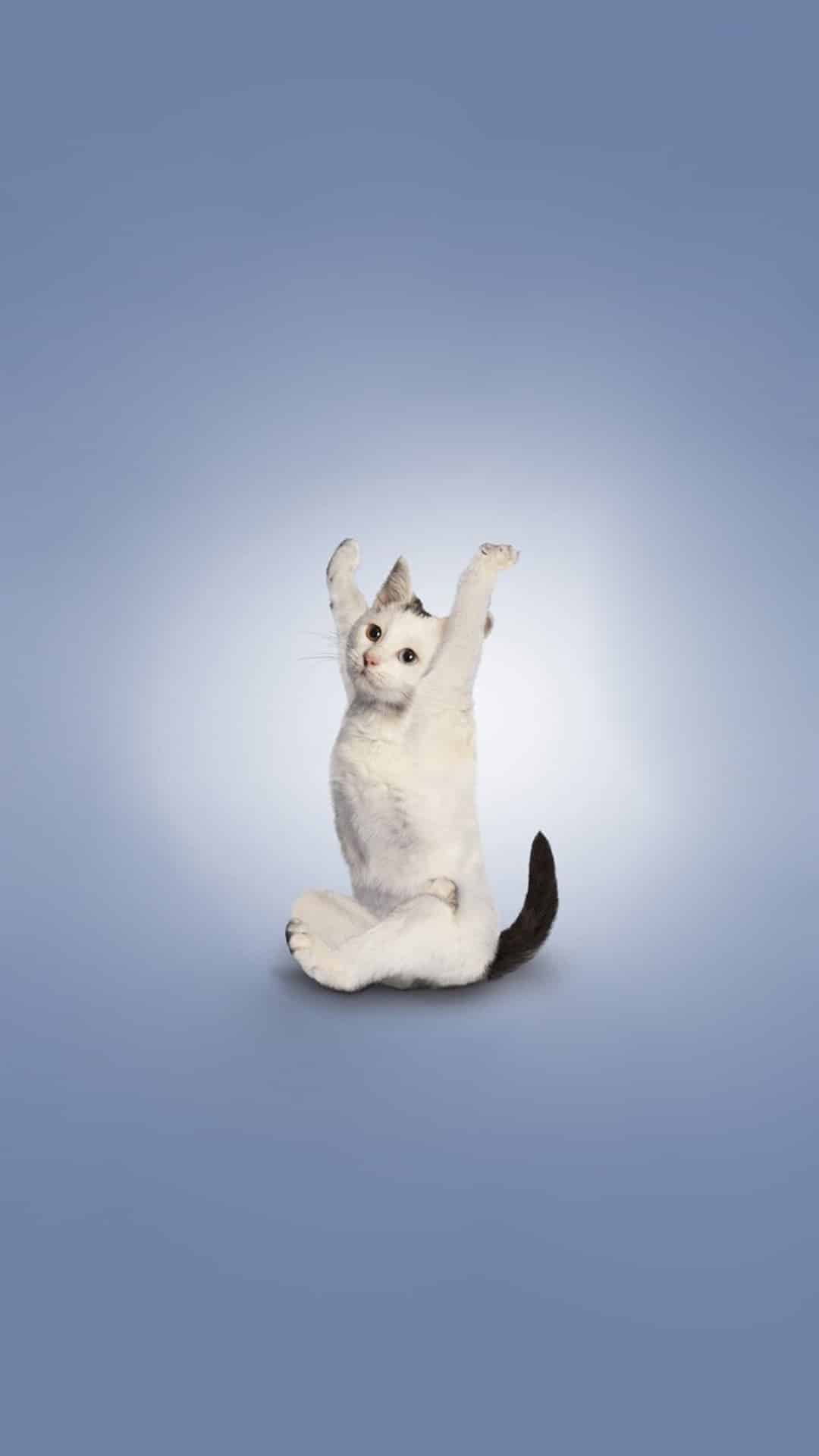 今日萌宠壁纸 029