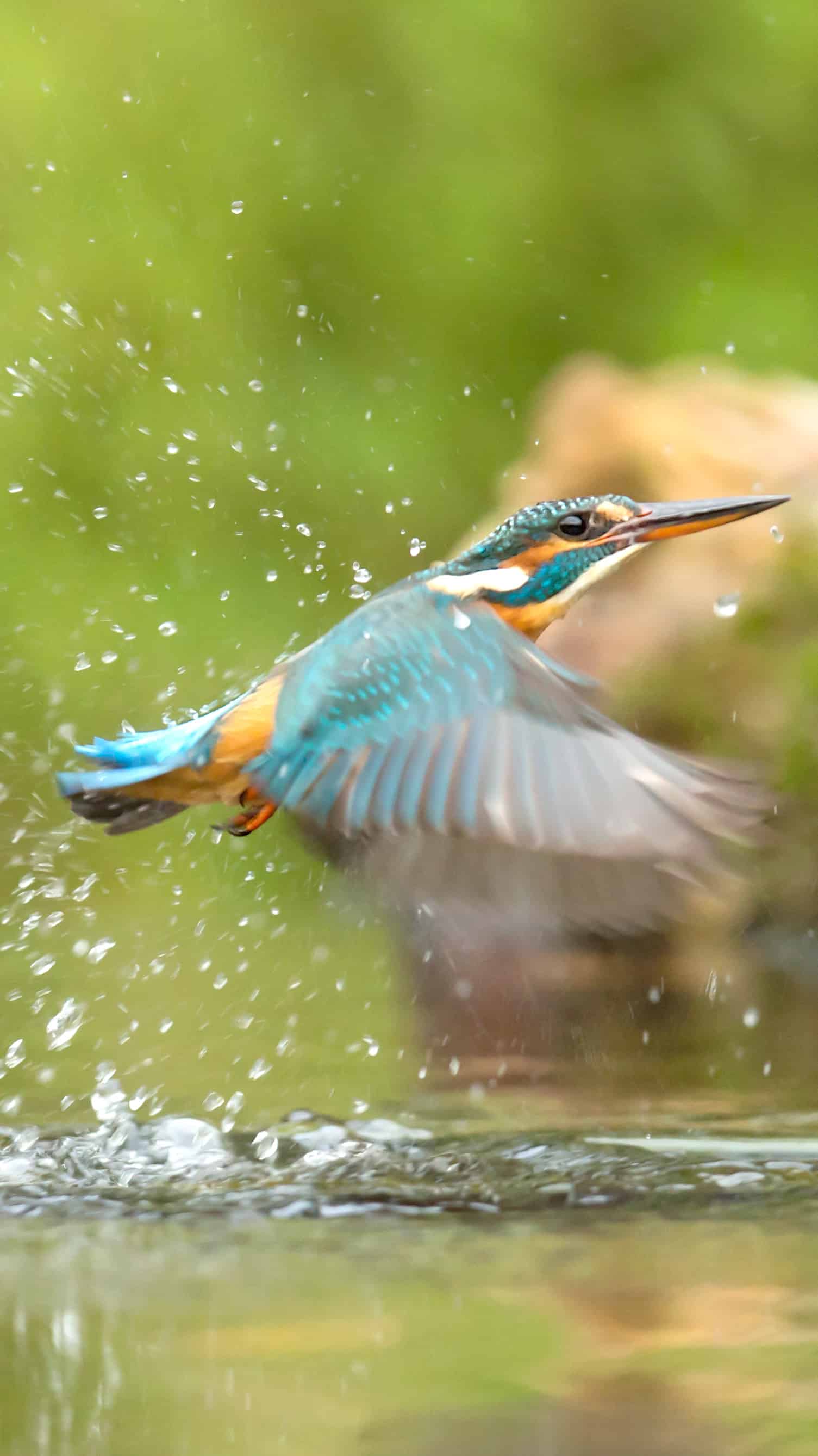 今日萌宠壁纸 029