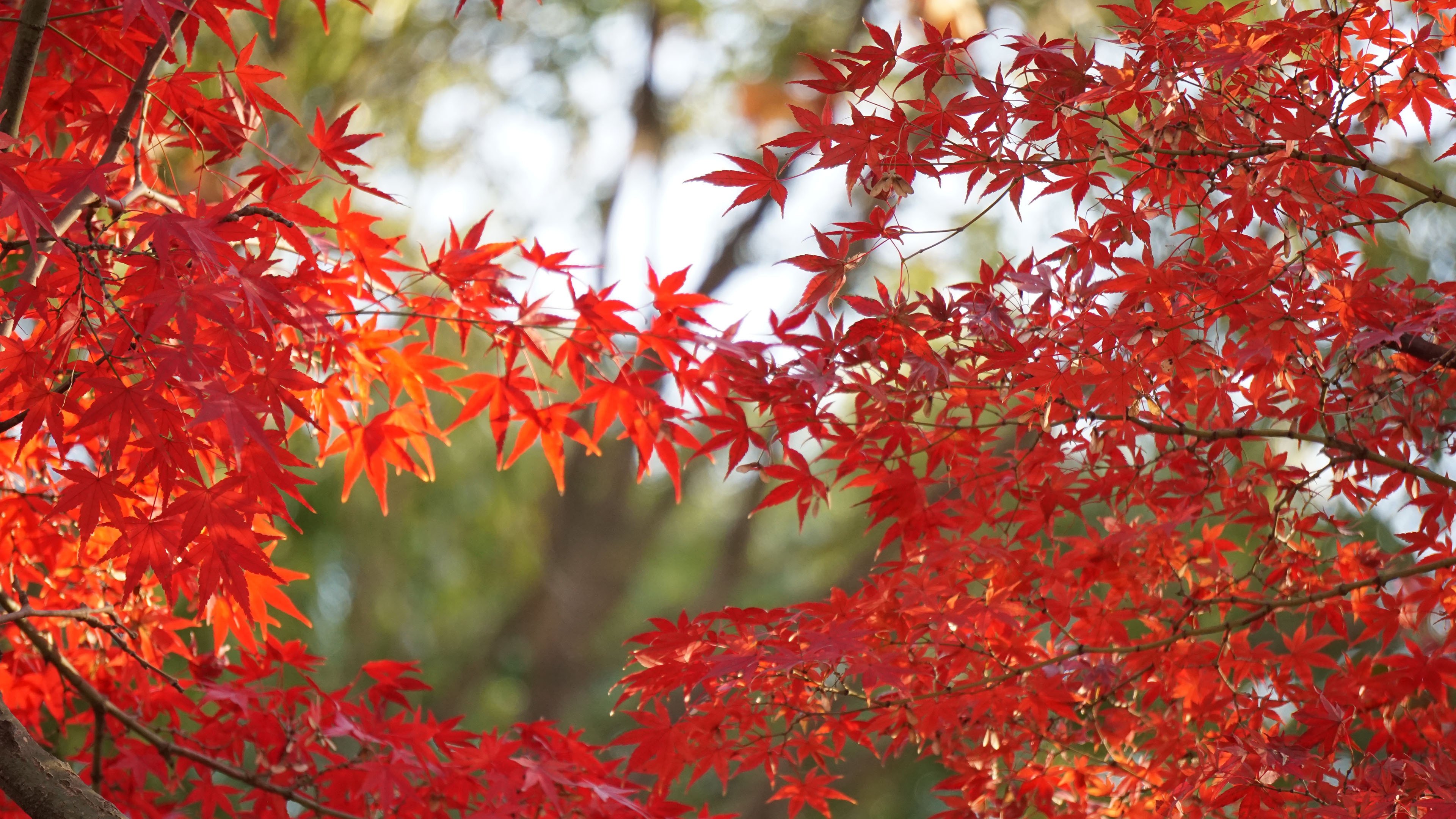 今日风景壁纸 003