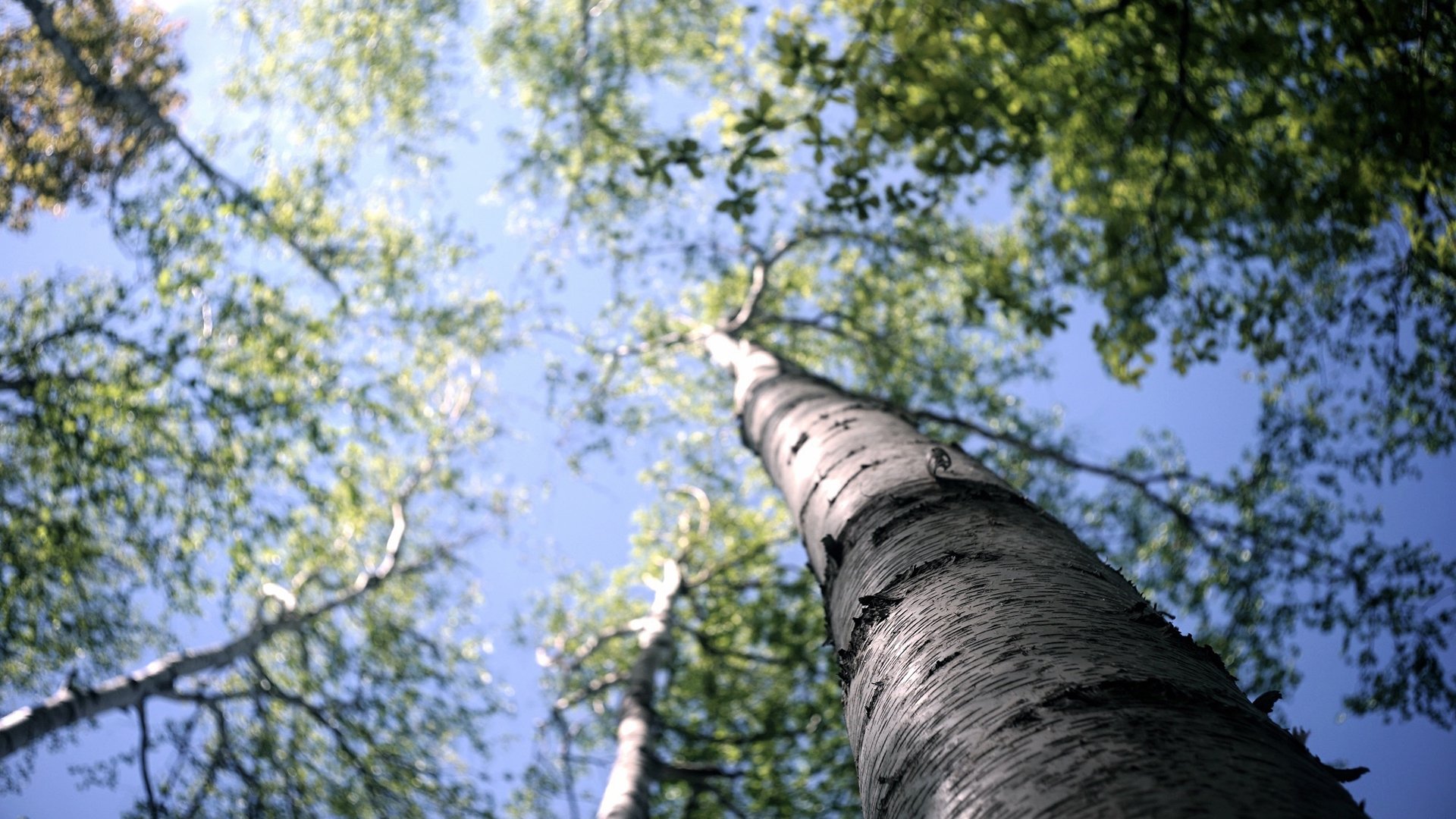 今日风景壁纸 013